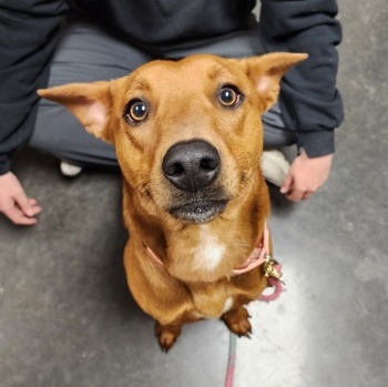 Enlarge Sabito, a Adoptable Australian Cattle Dog / Blue Heeler in Springfield, MO image 1/1