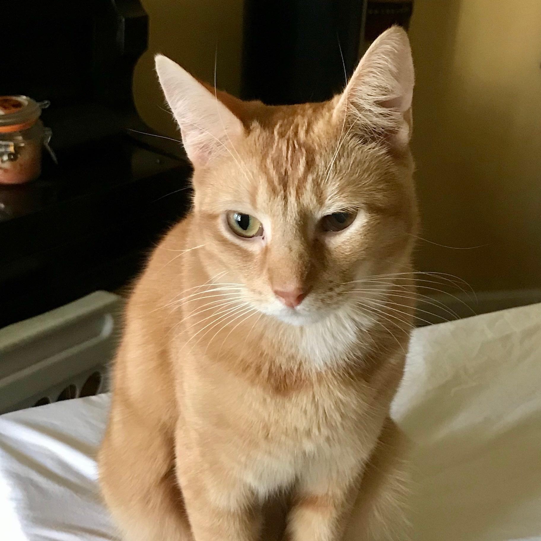 Adam, adopted, Adult Male Abyssinian.