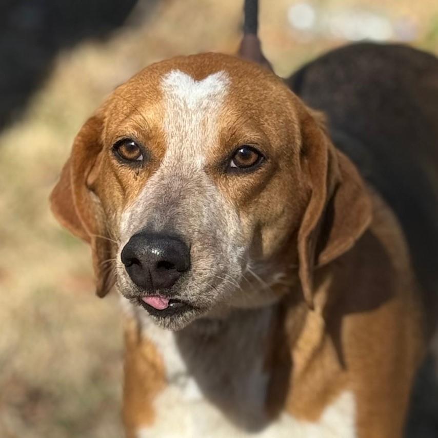 Jolene, a Adoptable Treeing Walker Coonhound in Locust Fork, AL image 1/3