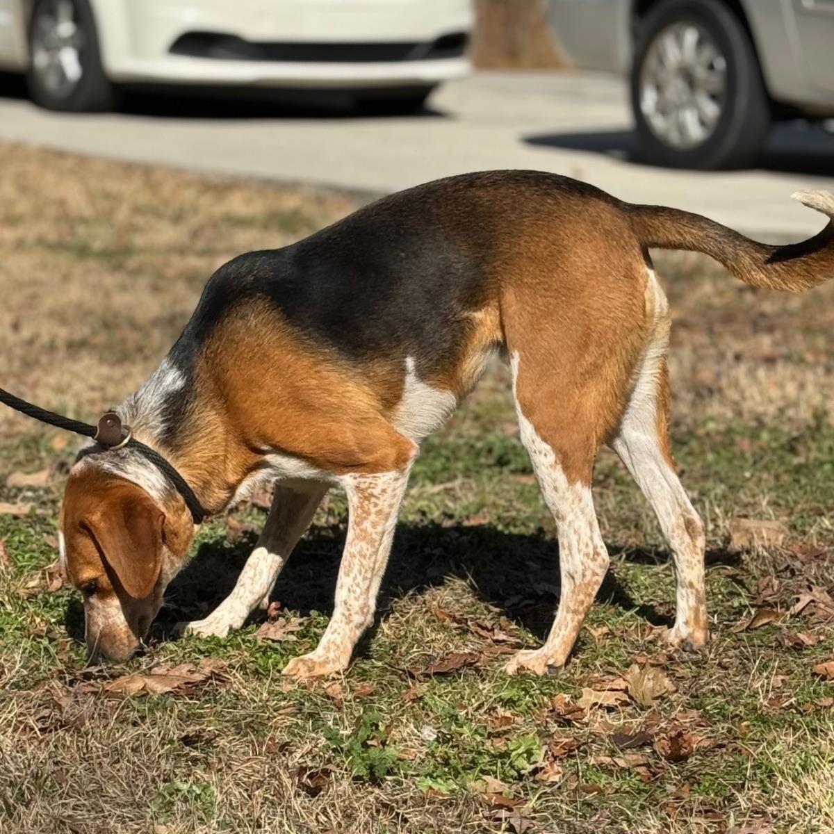 Jolene, a Adoptable Treeing Walker Coonhound in Locust Fork, AL image 3/3