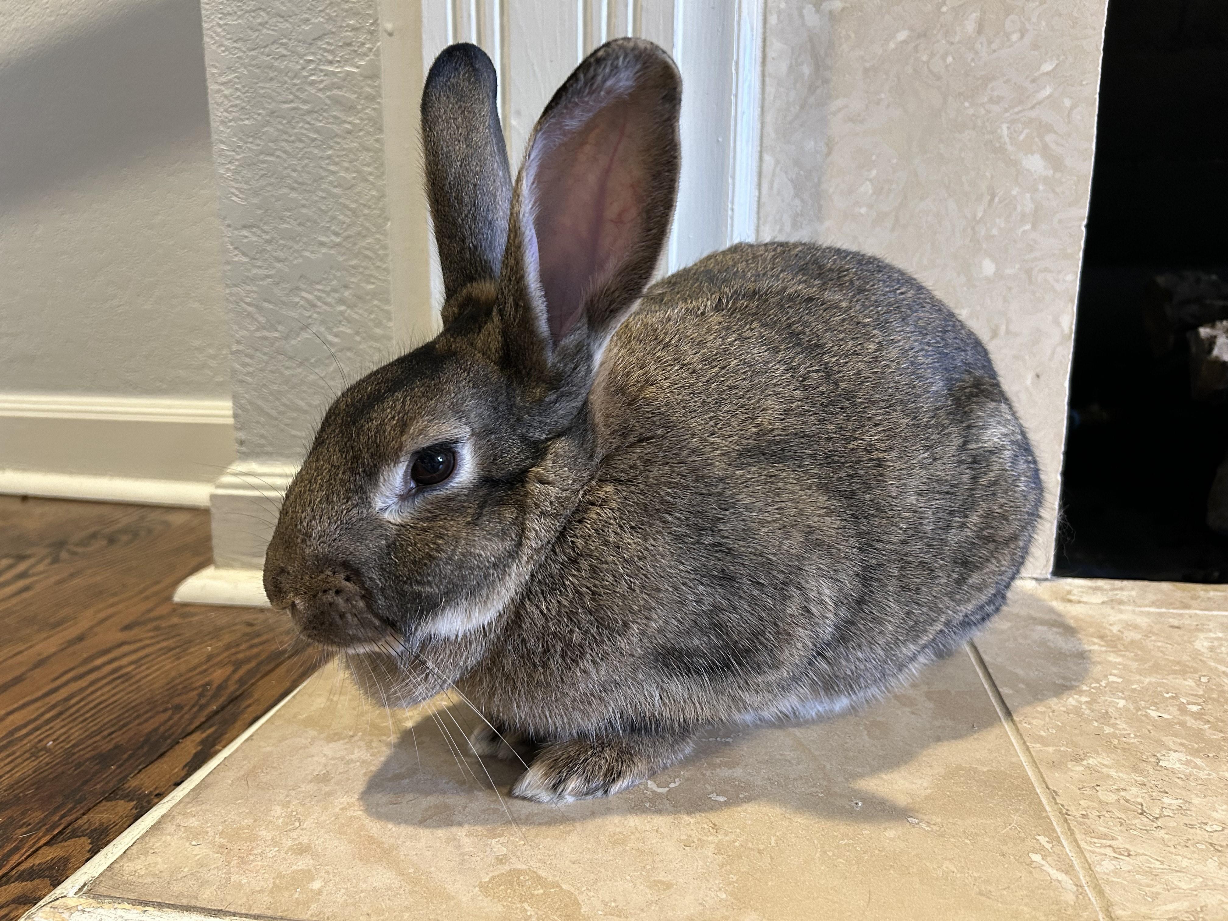 Enlarge Mulberry, a ADOPTABLE American in Lee's Summit, MO image 5/6
