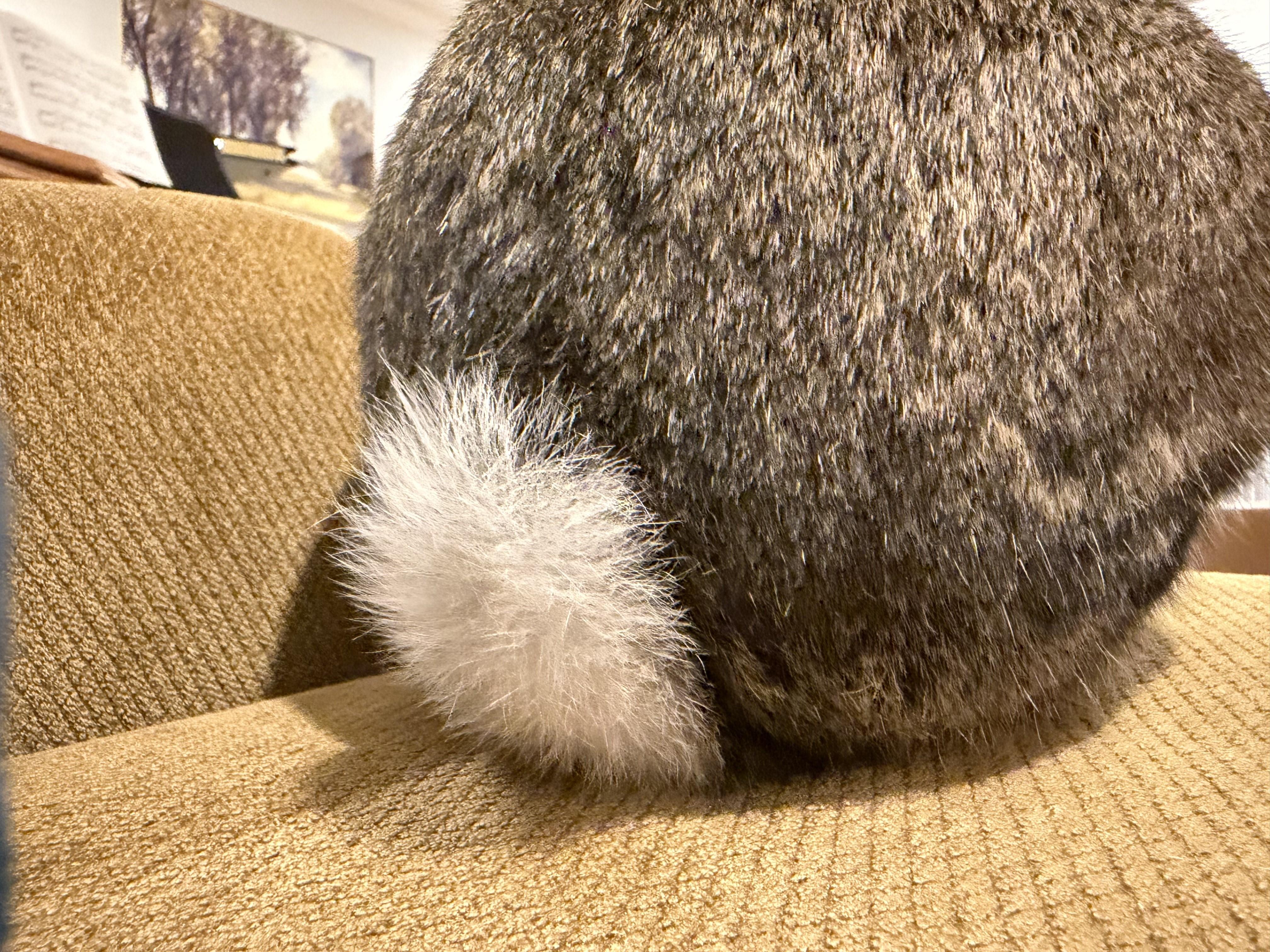 Enlarge Mulberry, a ADOPTABLE American in Lee's Summit, MO image 2/6