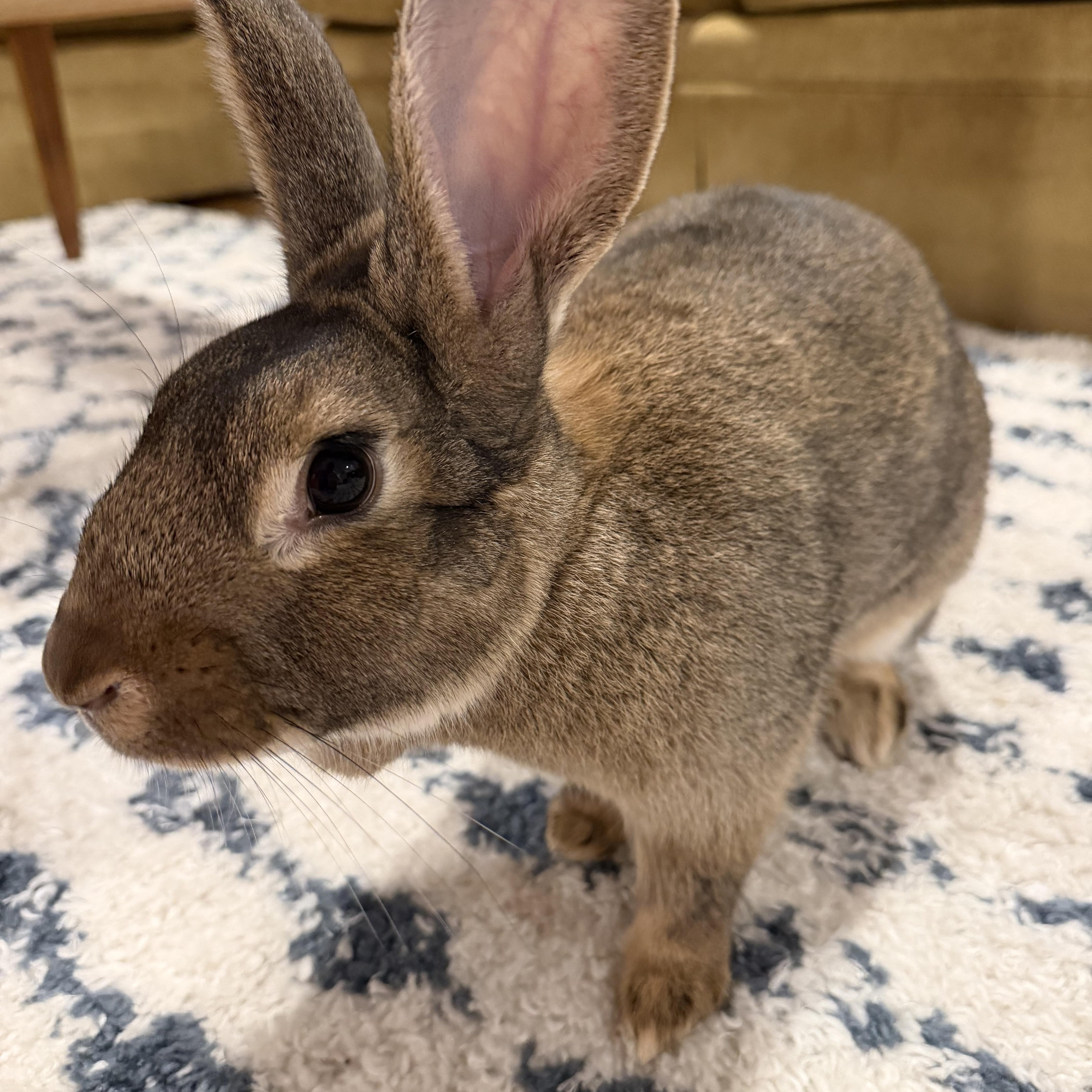 Enlarge Mulberry, a ADOPTABLE American in Lee's Summit, MO image 3/6