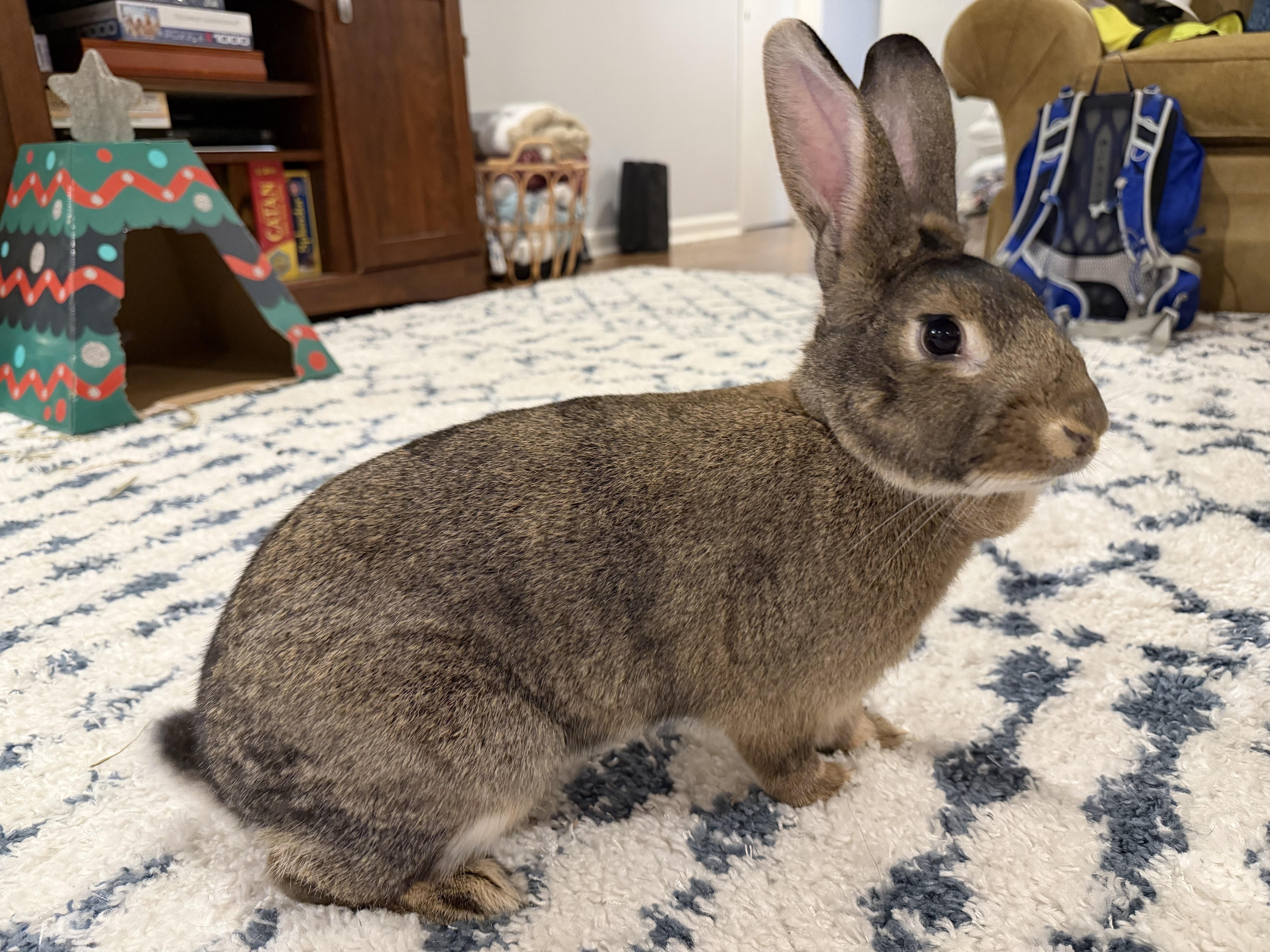 Enlarge Mulberry, a ADOPTABLE American in Lee's Summit, MO image 6/6