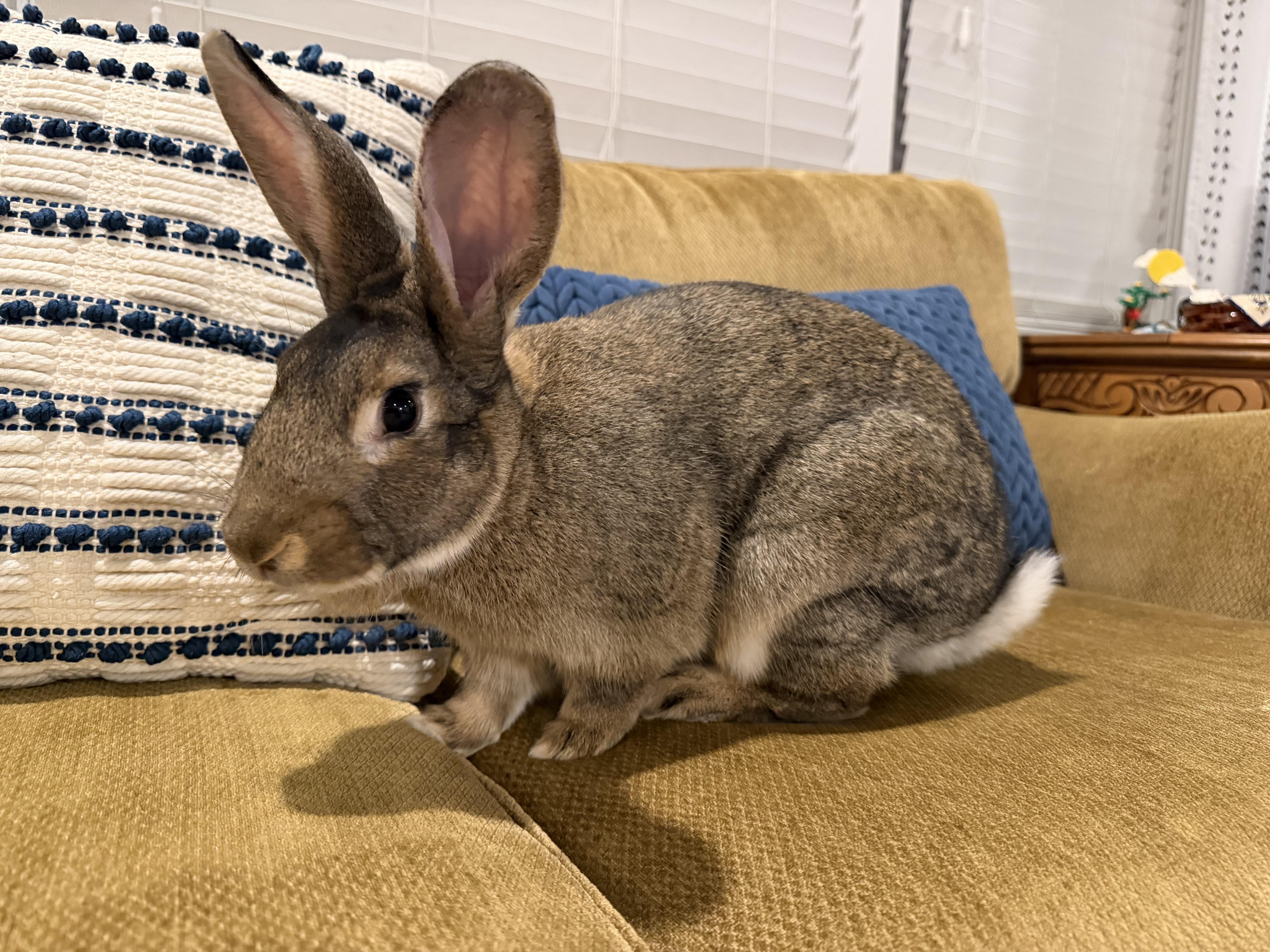 Mulberry, ADOPTABLE, Adult Female American.