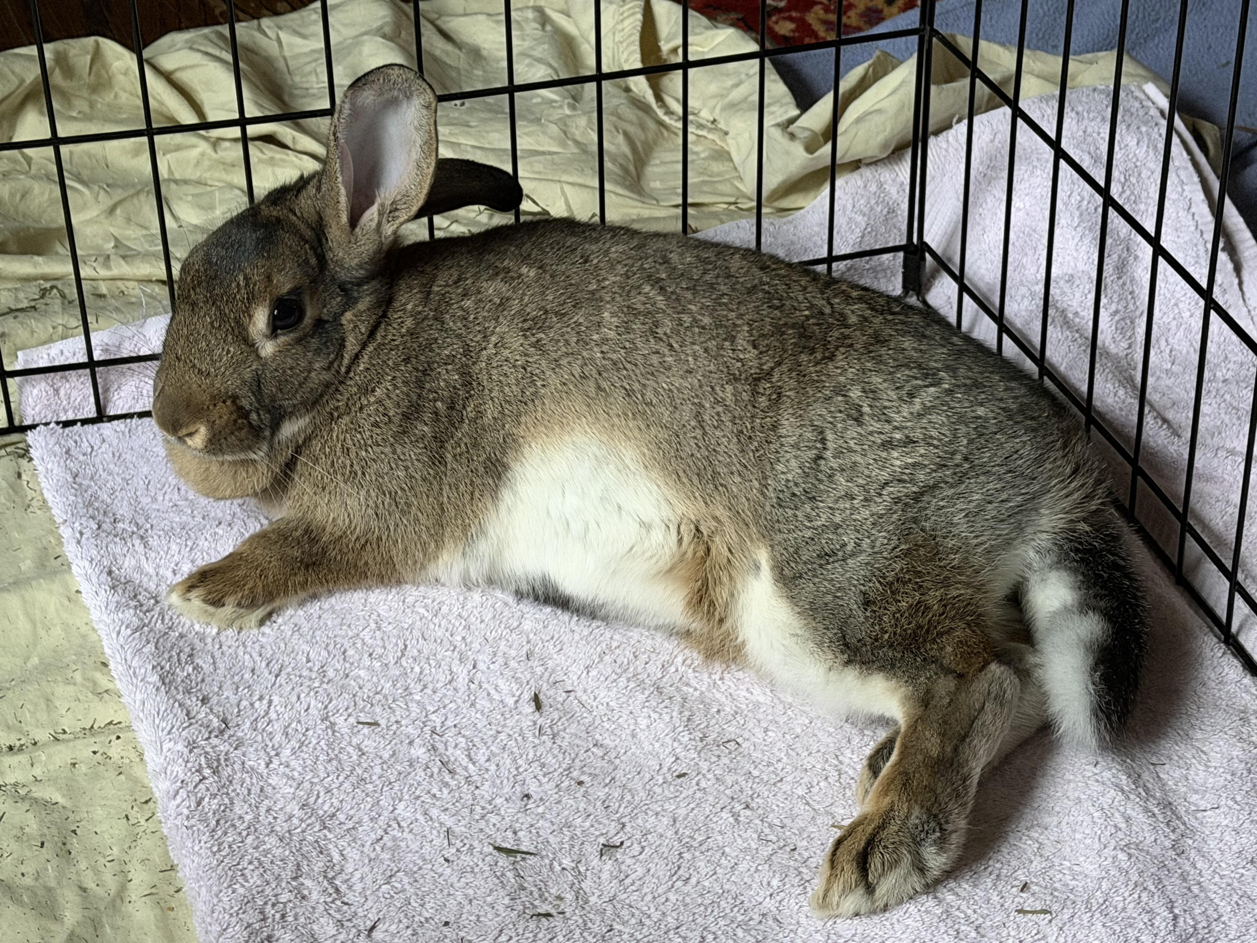 Enlarge Mulberry, a ADOPTABLE American in Lee's Summit, MO image 4/6