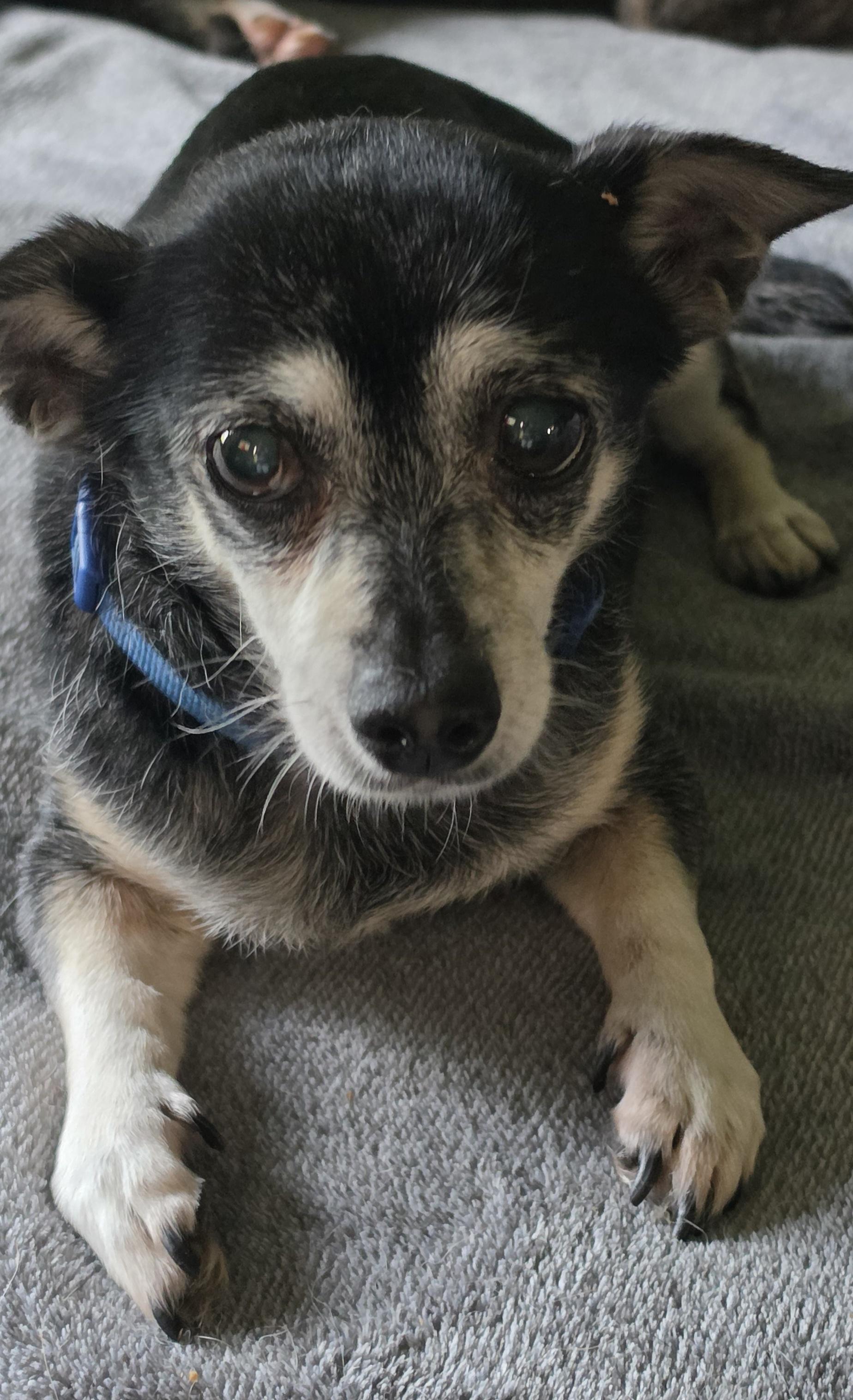 Enlarge Bessie, a Adoptable mixed breed in Terre Haute, IN image 1/6
