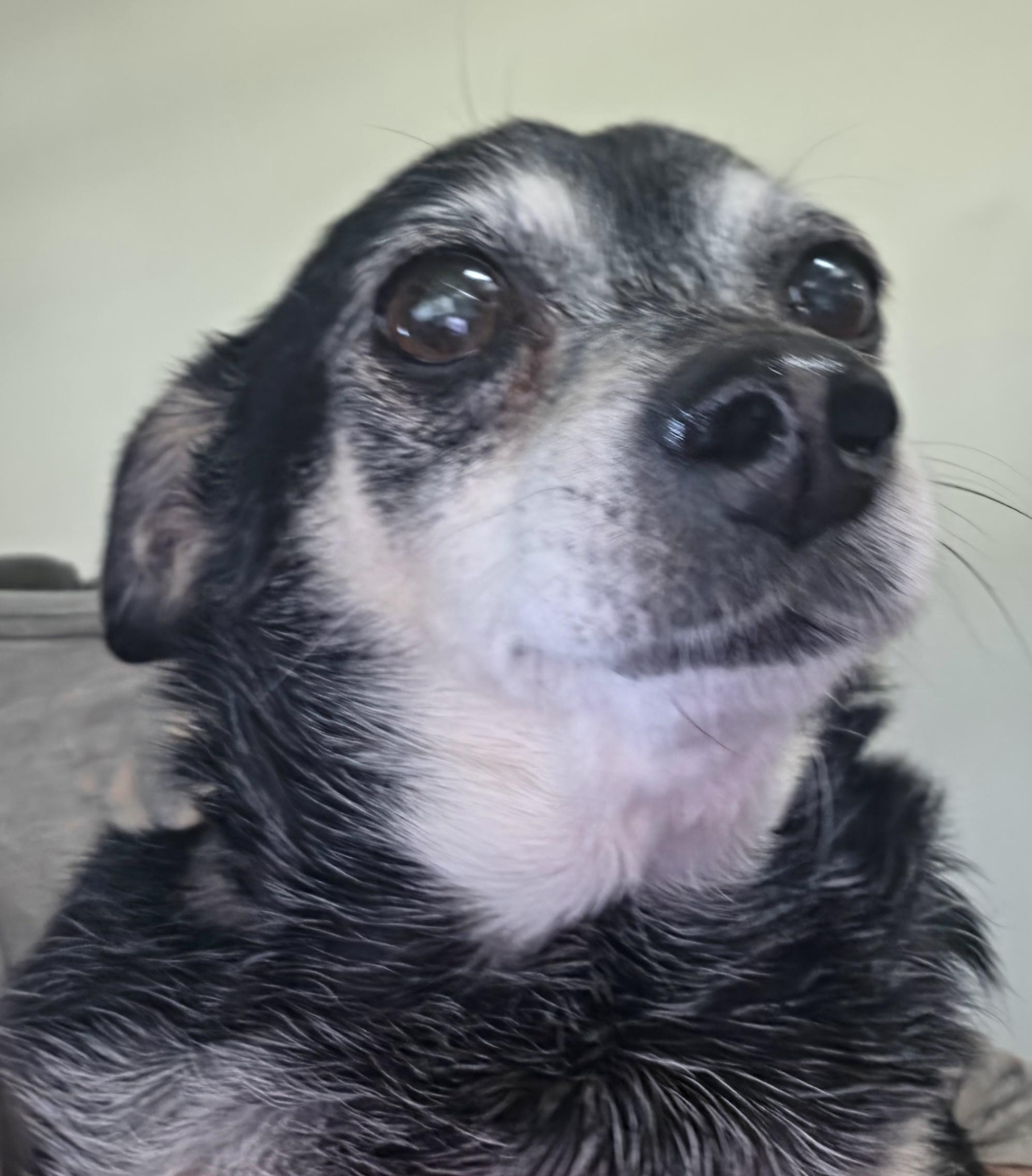 Enlarge Bessie, a Adoptable mixed breed in Terre Haute, IN image 3/6