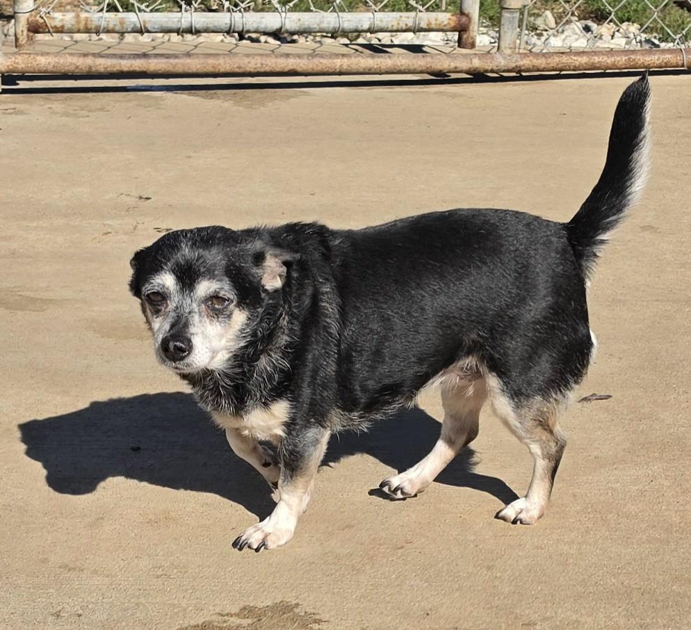 Enlarge Bessie, a Adoptable mixed breed in Terre Haute, IN image 4/6