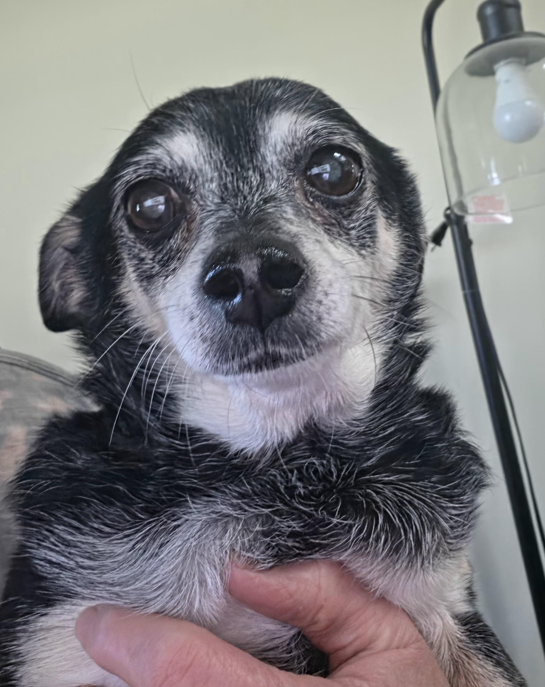 Enlarge Bessie, a Adoptable mixed breed in Terre Haute, IN image 2/6