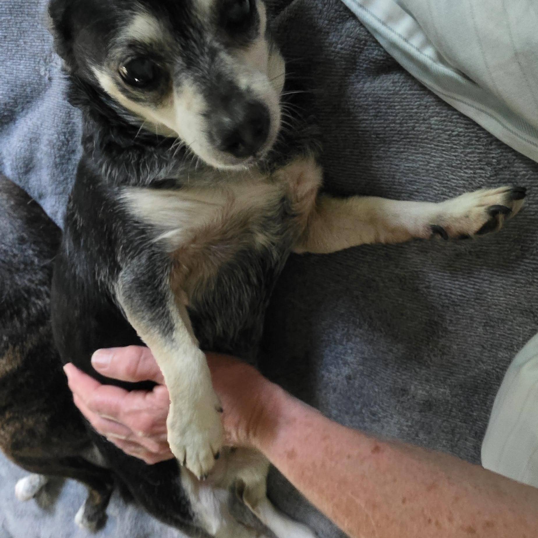 Enlarge Bessie, a Adoptable mixed breed in Terre Haute, IN image 5/6