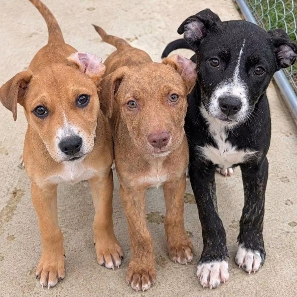 Enlarge Applesauce, a Adoptable mixed breed in Tomah, WI image 1/3
