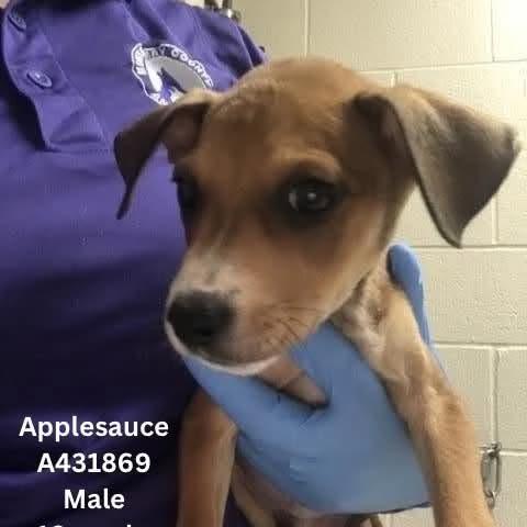 Enlarge Applesauce, a Adoptable mixed breed in Tomah, WI image 2/3