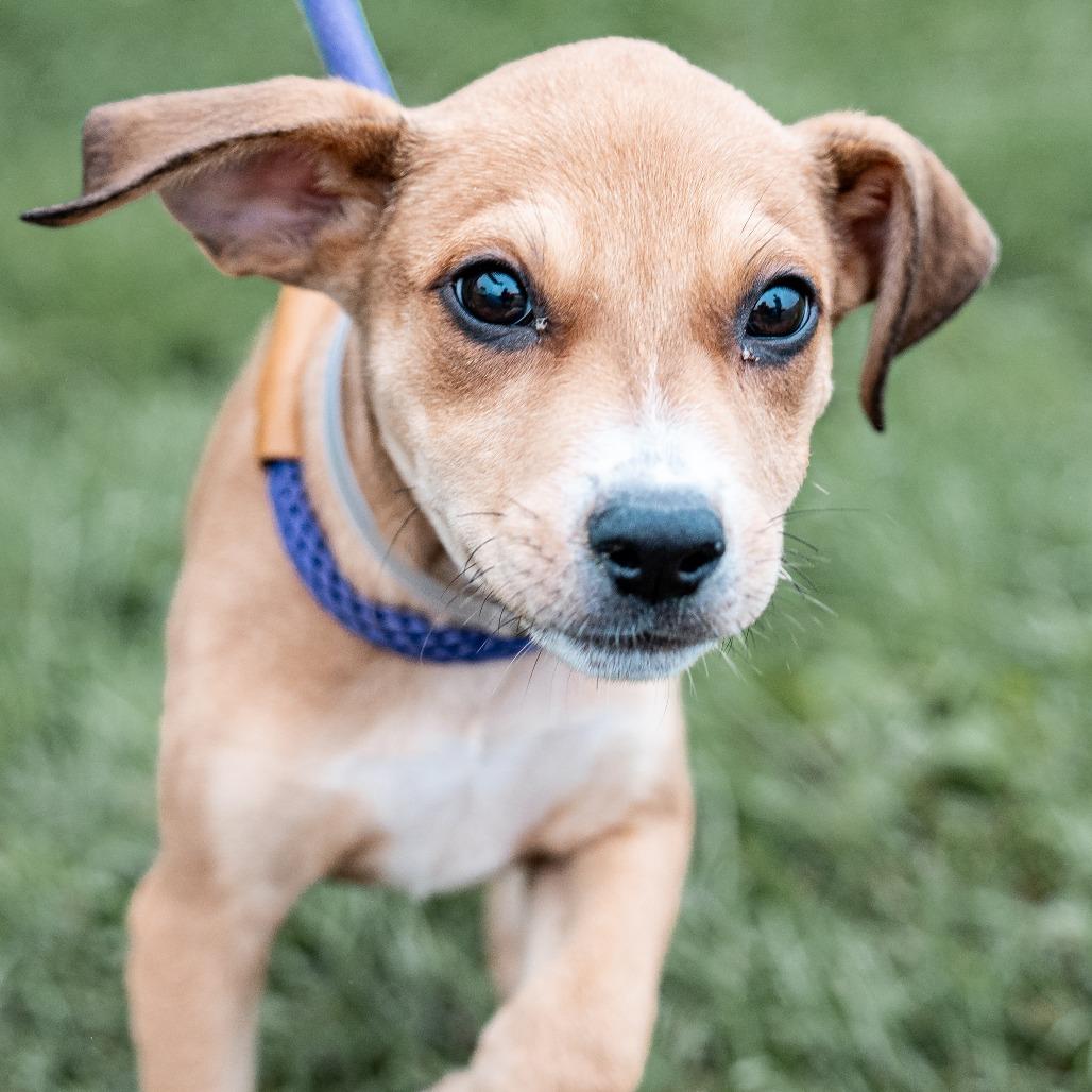 Enlarge Applesauce, a Adoptable mixed breed in Tomah, WI image 3/3
