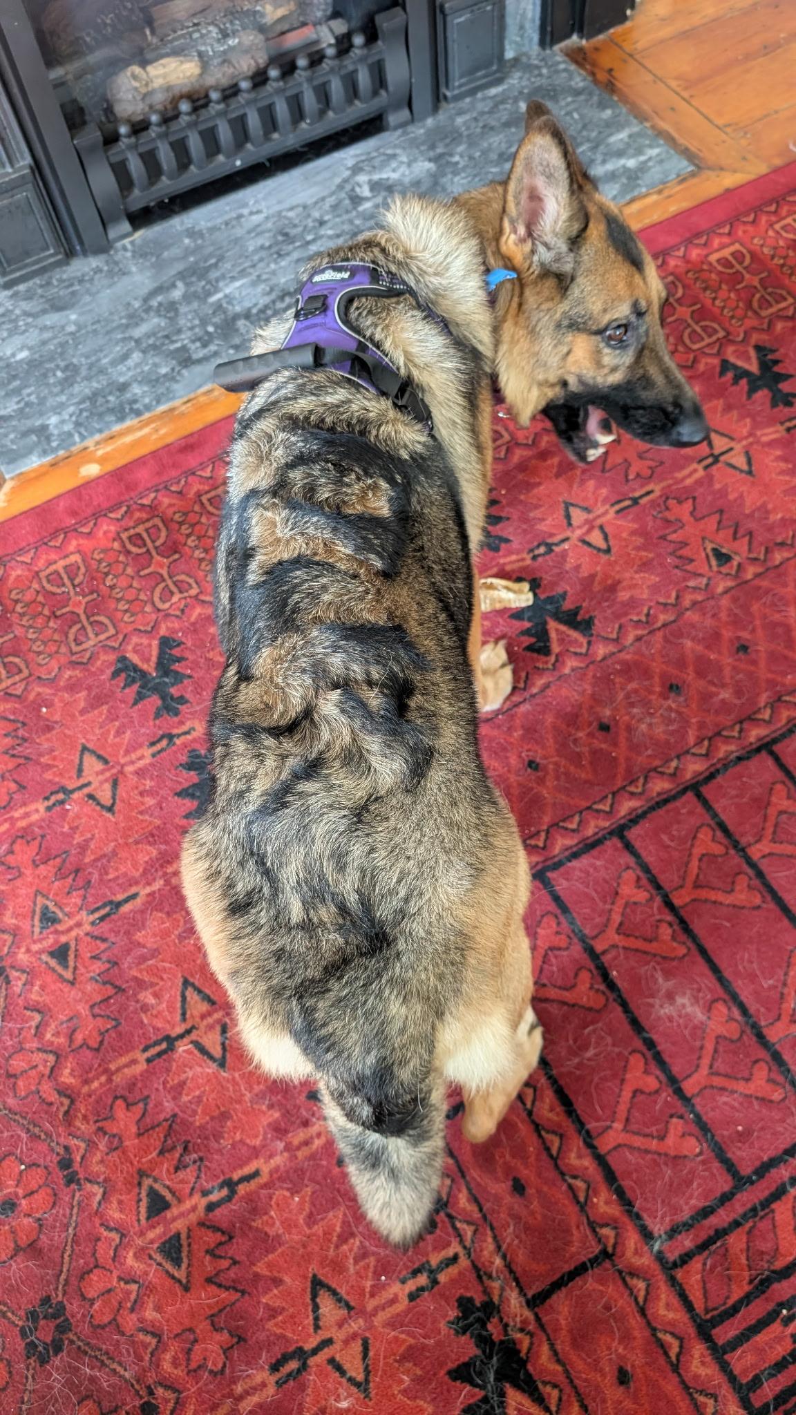 Enlarge Fiadh (Fee-ya), a ADOPTABLE German Shepherd Dog in Nutting Lake, MA image 6/6