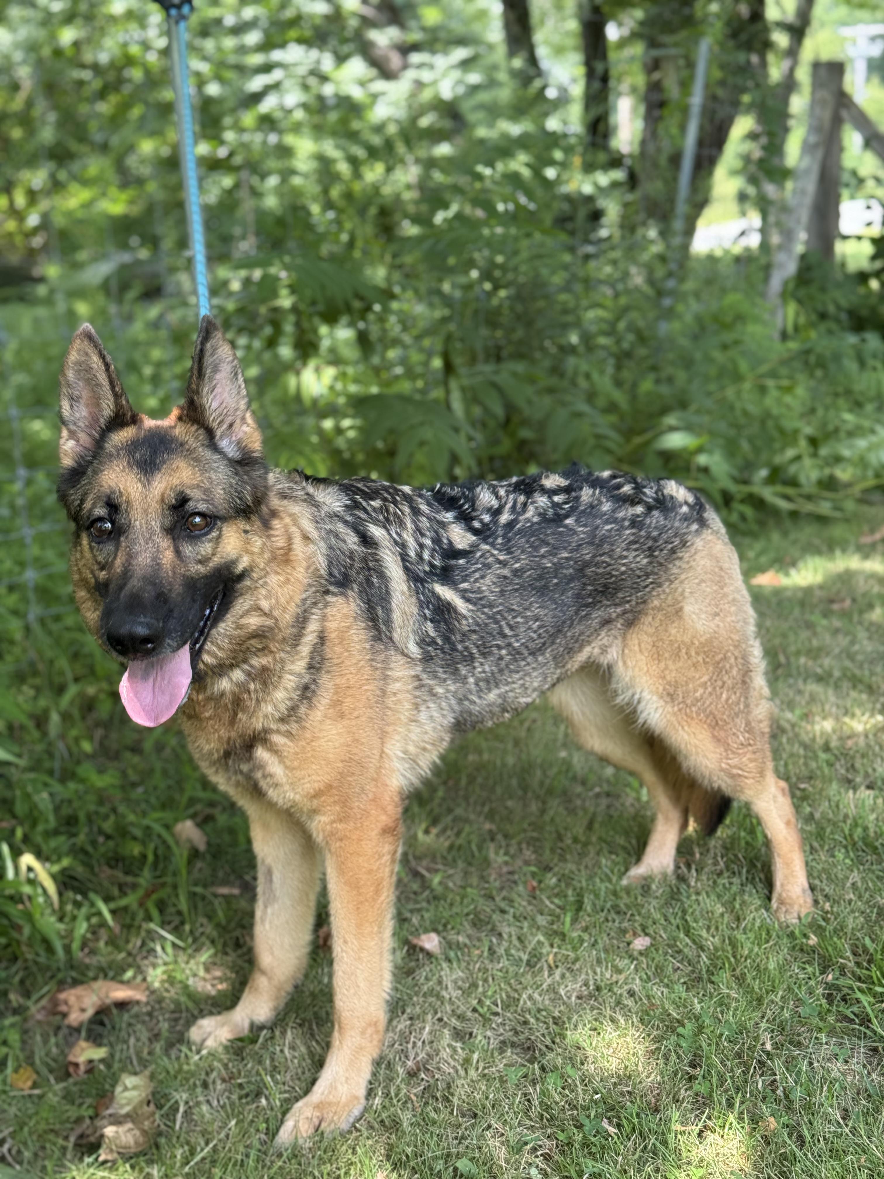 Enlarge Fiadh (Fee-ya), a ADOPTABLE German Shepherd Dog in Nutting Lake, MA image 4/6