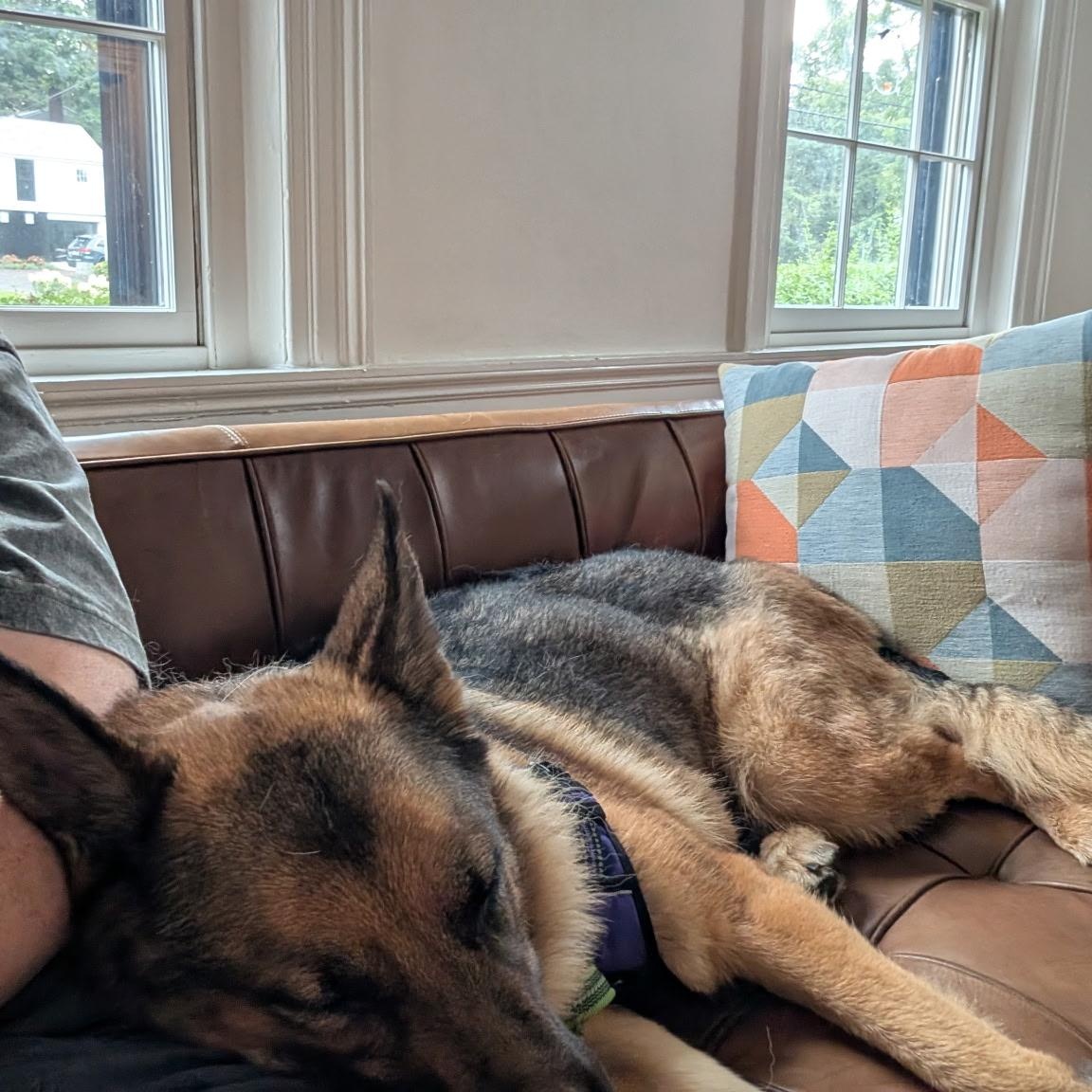 Enlarge Fiadh (Fee-ya), a ADOPTABLE German Shepherd Dog in Nutting Lake, MA image 5/6