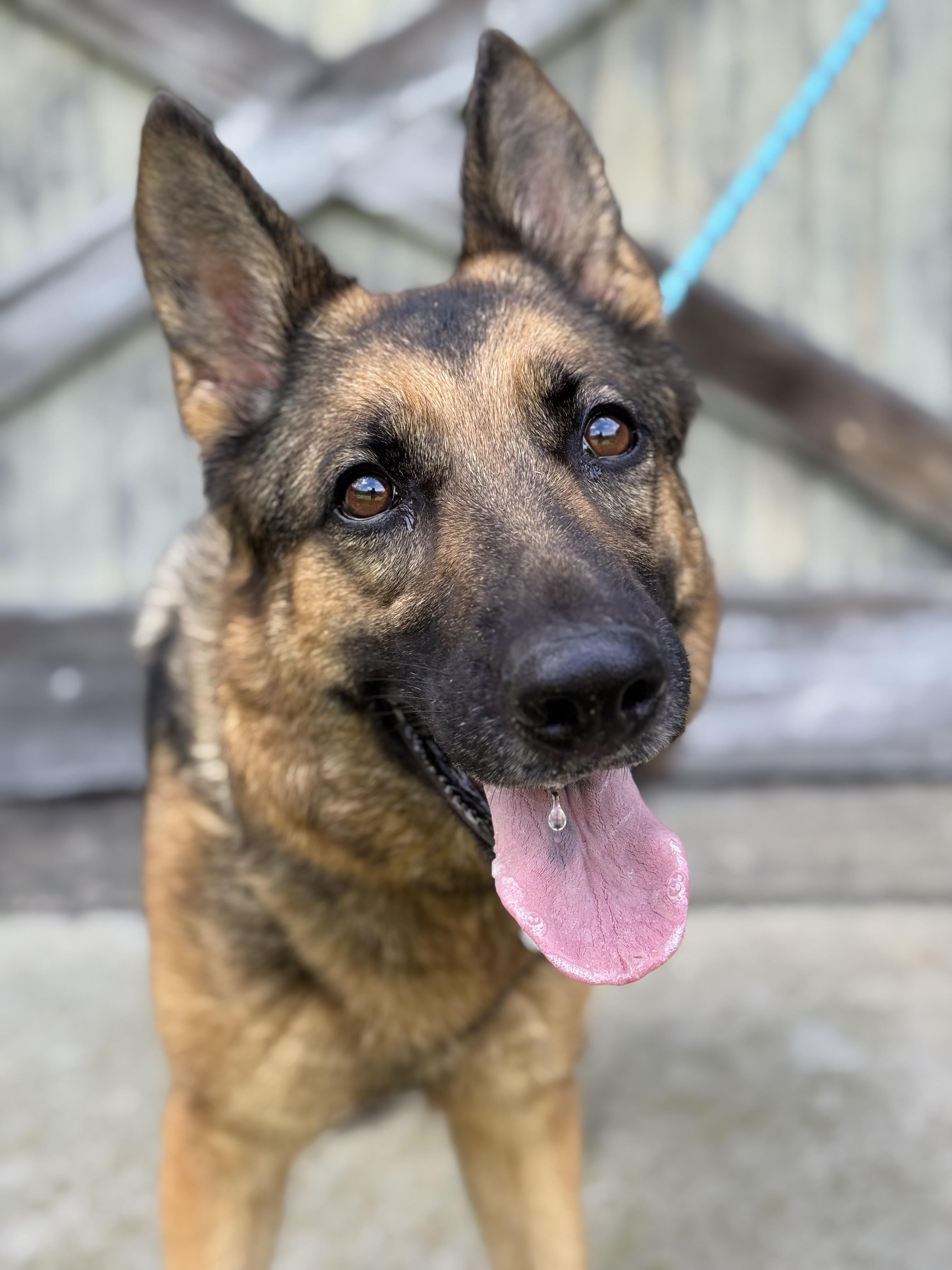 Enlarge Fiadh (Fee-ya), a ADOPTABLE German Shepherd Dog in Nutting Lake, MA image 2/6