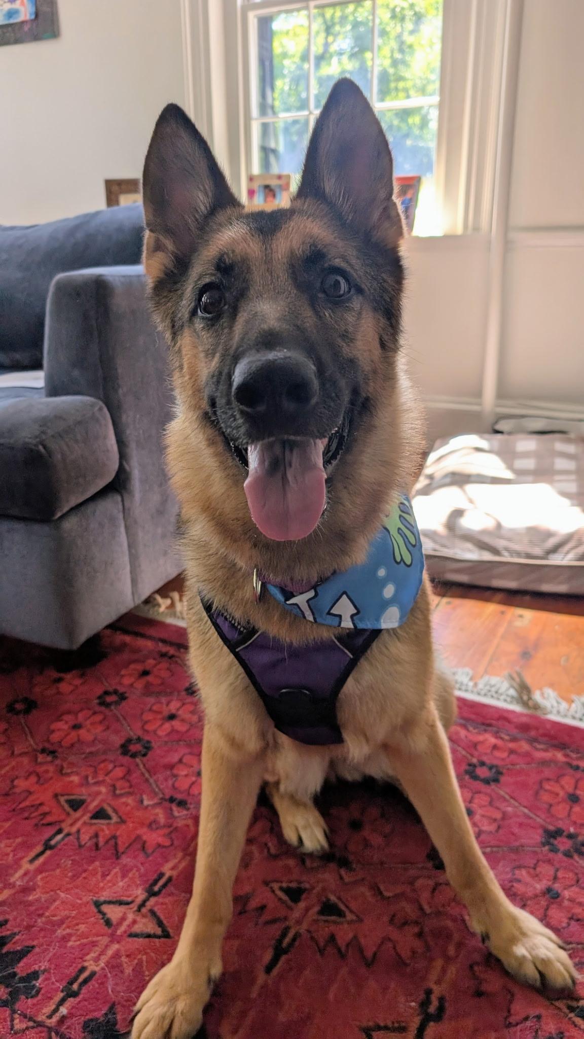 Fiadh (Fee-ya), ADOPTABLE, Young Female German Shepherd Dog.