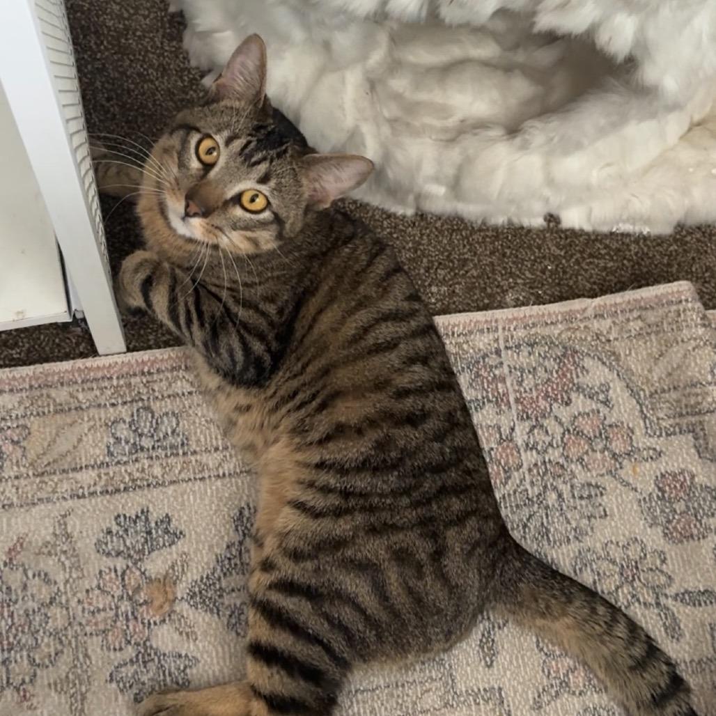 Rocky, Adoptable, Young Male Domestic Short Hair.