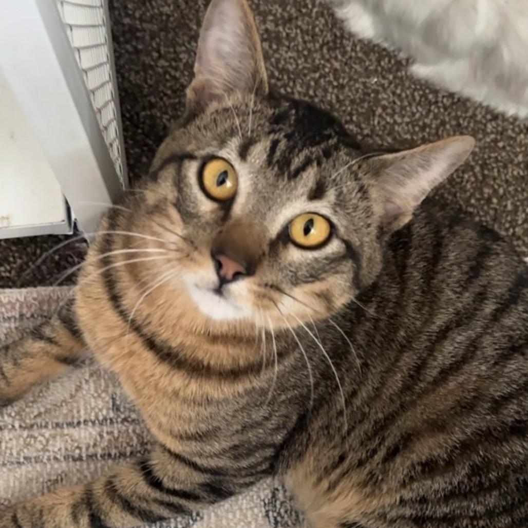 Rocky, a Adoptable Domestic Short Hair in Layton, UT image 2/5