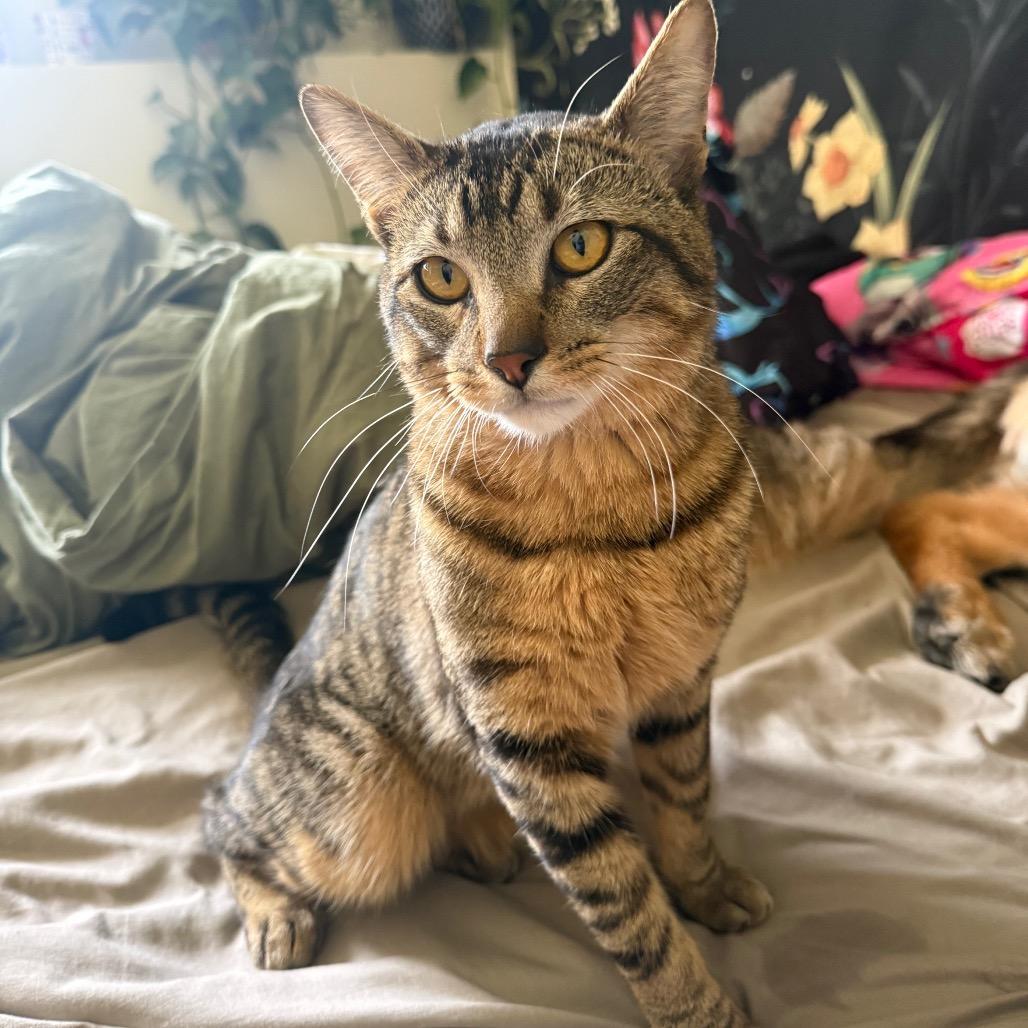 Rocky, a Adoptable Domestic Short Hair in Layton, UT image 3/5