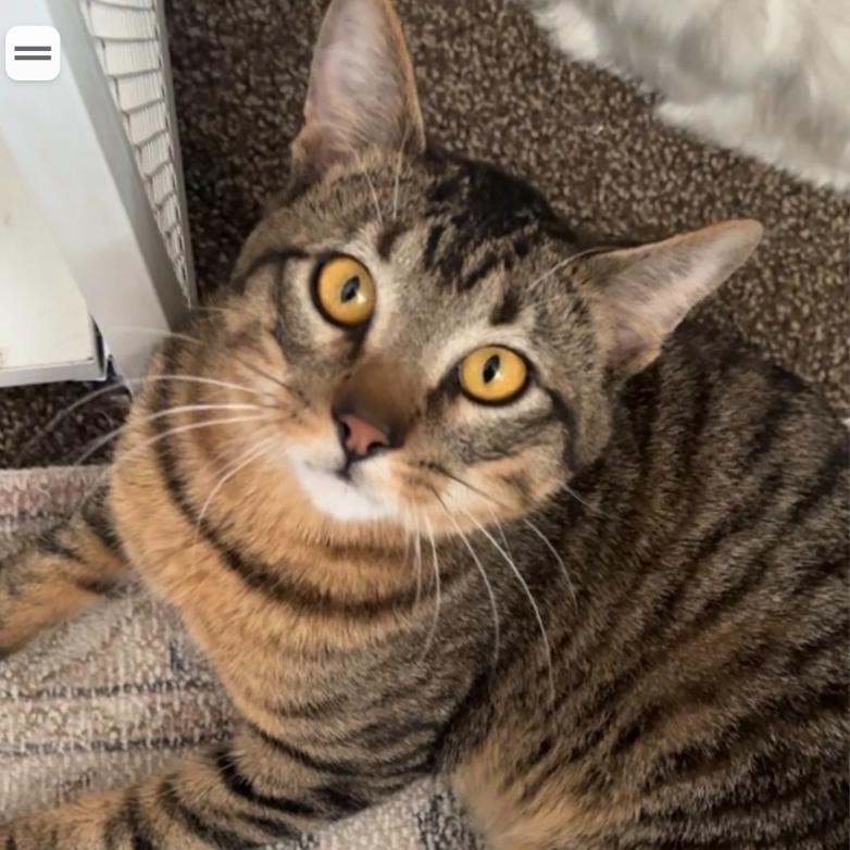 Rocky, a Adoptable Domestic Short Hair in Layton, UT image 4/5