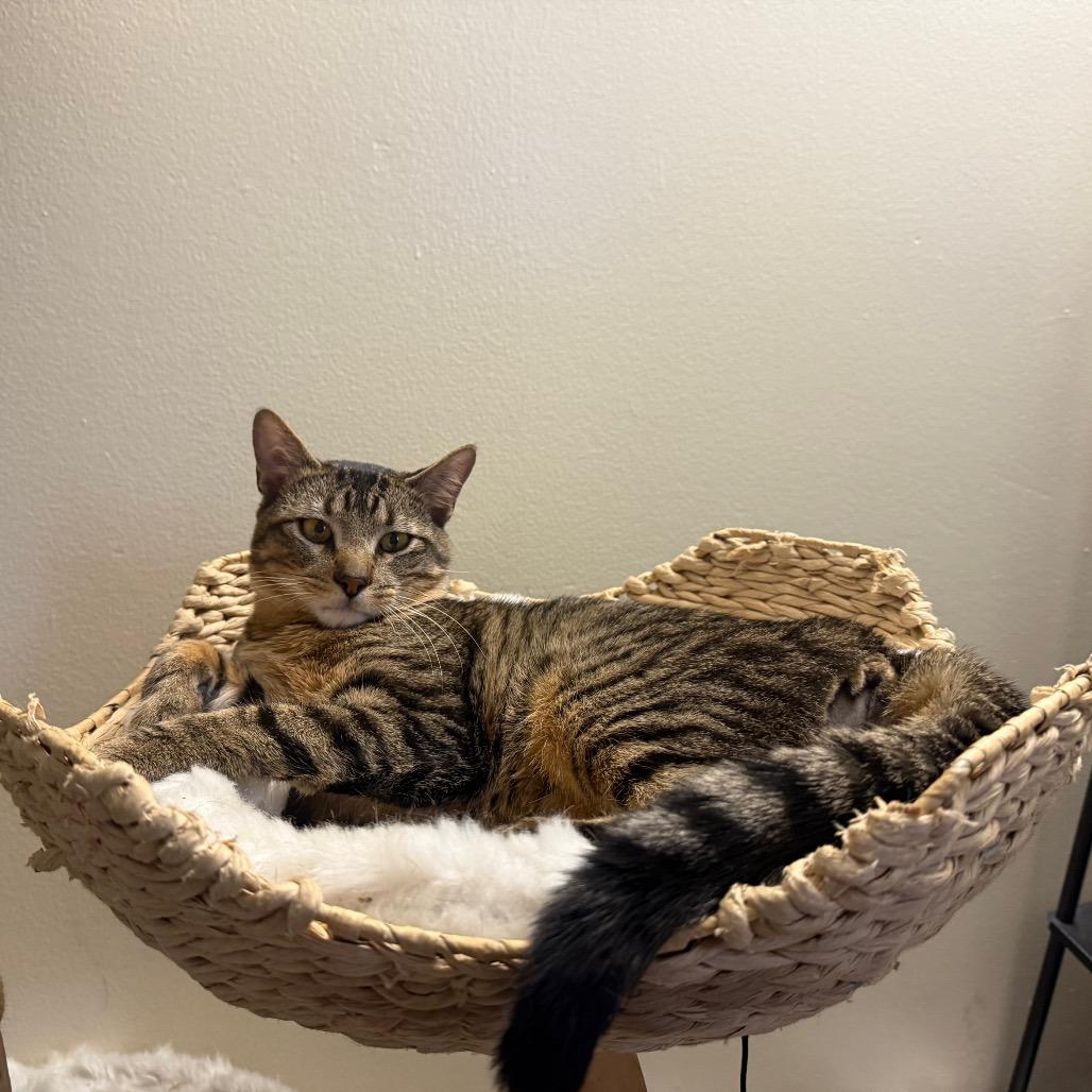 Rocky, a Adoptable Domestic Short Hair in Layton, UT image 5/5