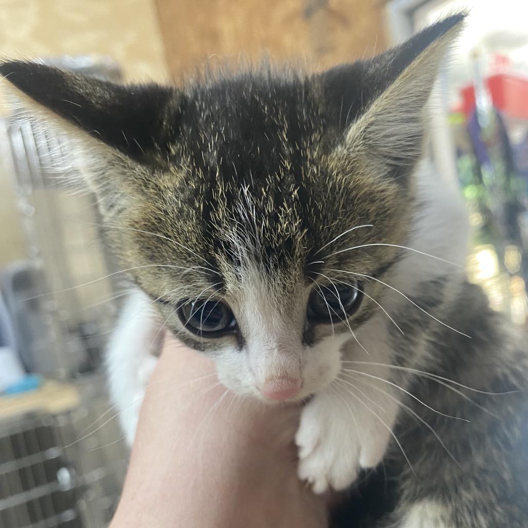 Enlarge Bubba, a Adoptable Domestic Short Hair in Blairsville, GA image 1/2