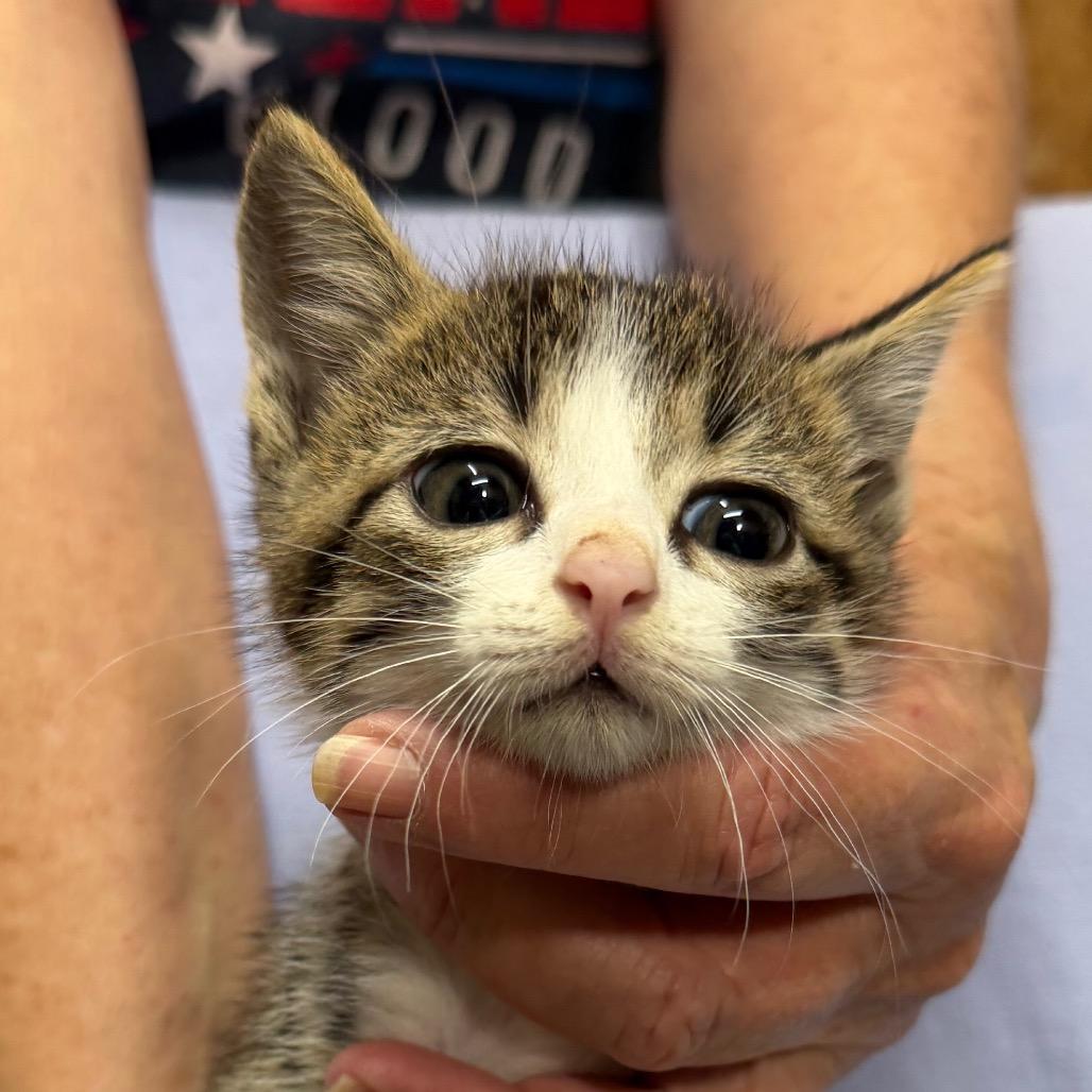 Enlarge Bubba, a Adoptable Domestic Short Hair in Blairsville, GA image 2/2