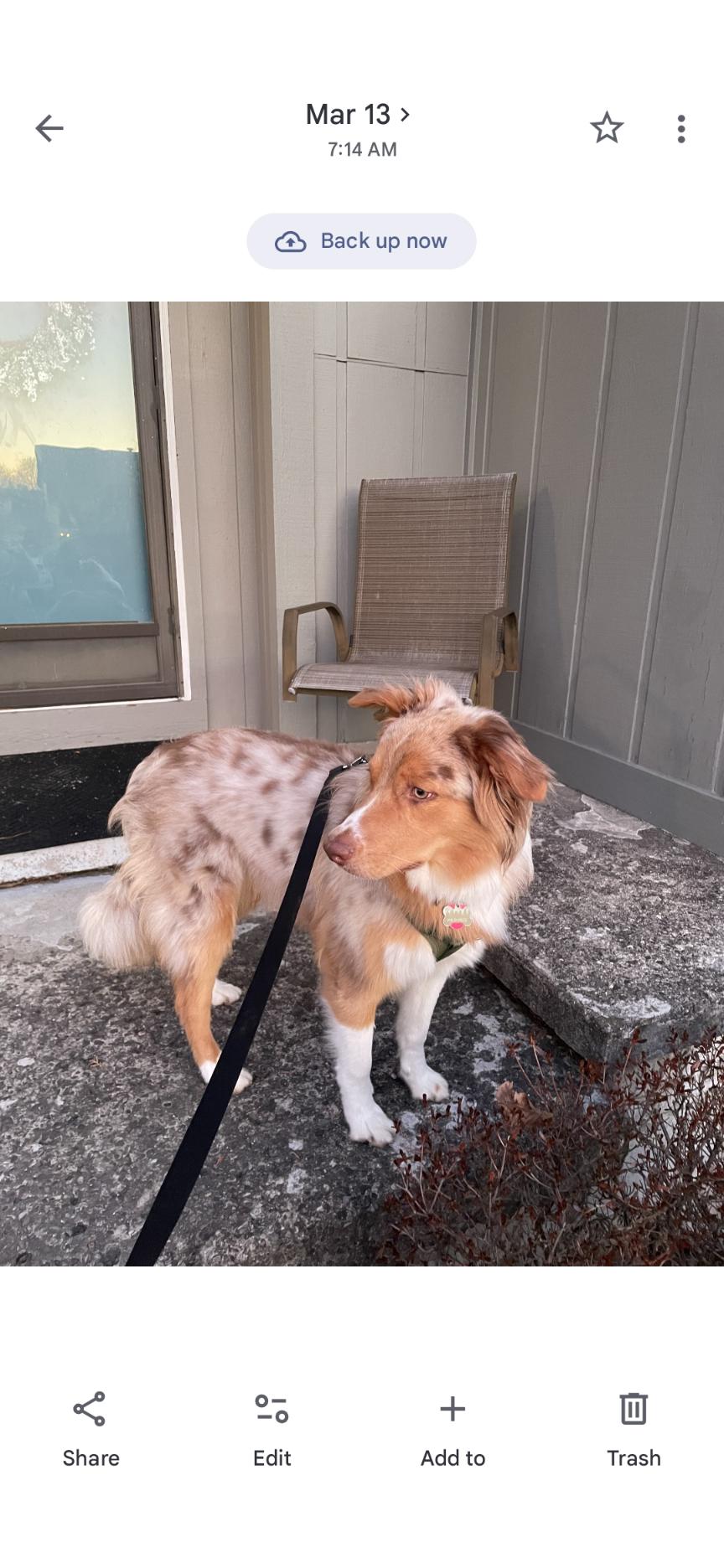 Enlarge Darcy, a Adoptable mixed breed in CHURCHVILLE, NY image 2/2