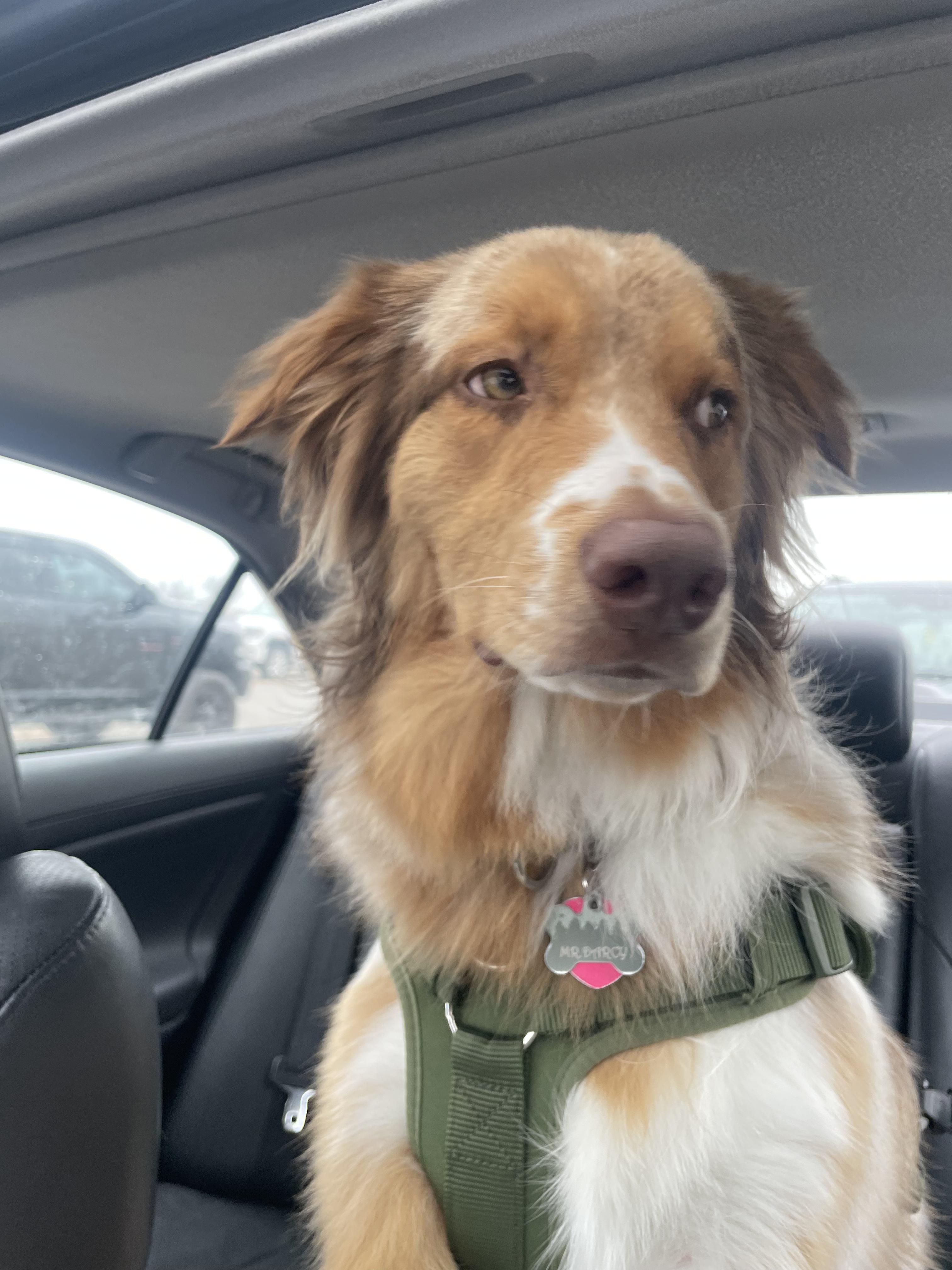 Enlarge Darcy, a Adoptable mixed breed in CHURCHVILLE, NY image 1/2