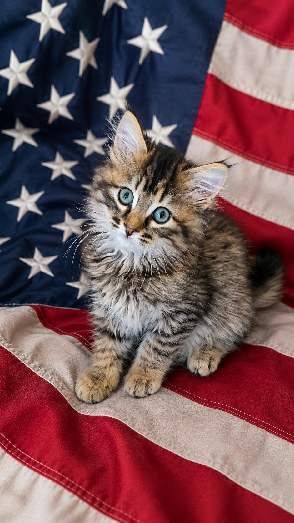 POM-POM, ADOPTABLE, Kitten Female Calico & Siberian.