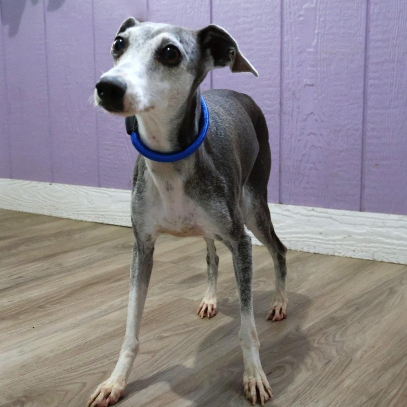 Enlarge Rosie, a ADOPTABLE Italian Greyhound in Zionsville, IN image 1/2