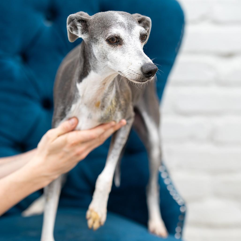 Enlarge Rosie, a ADOPTABLE Italian Greyhound in Zionsville, IN image 2/2