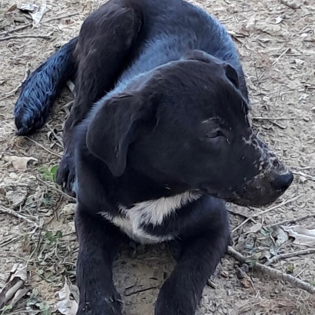 Enlarge Tellulah, a Adoptable Labrador Retriever in Oxford, ME image 2/5