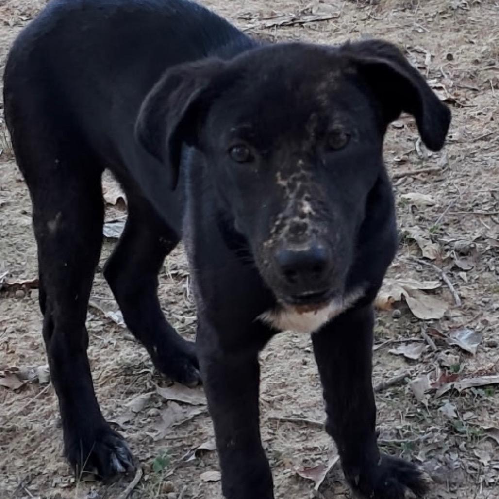 Enlarge Tellulah, a Adoptable Labrador Retriever in Oxford, ME image 3/5