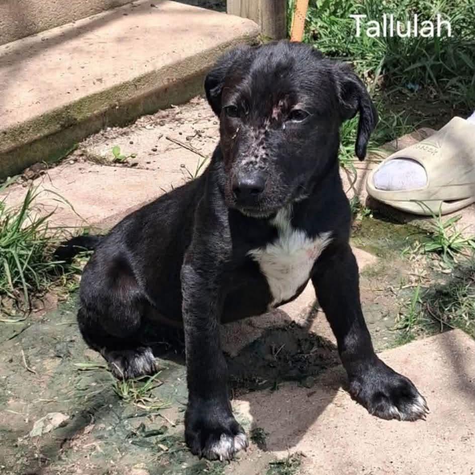Enlarge Tellulah, a Adoptable Labrador Retriever in Oxford, ME image 5/5