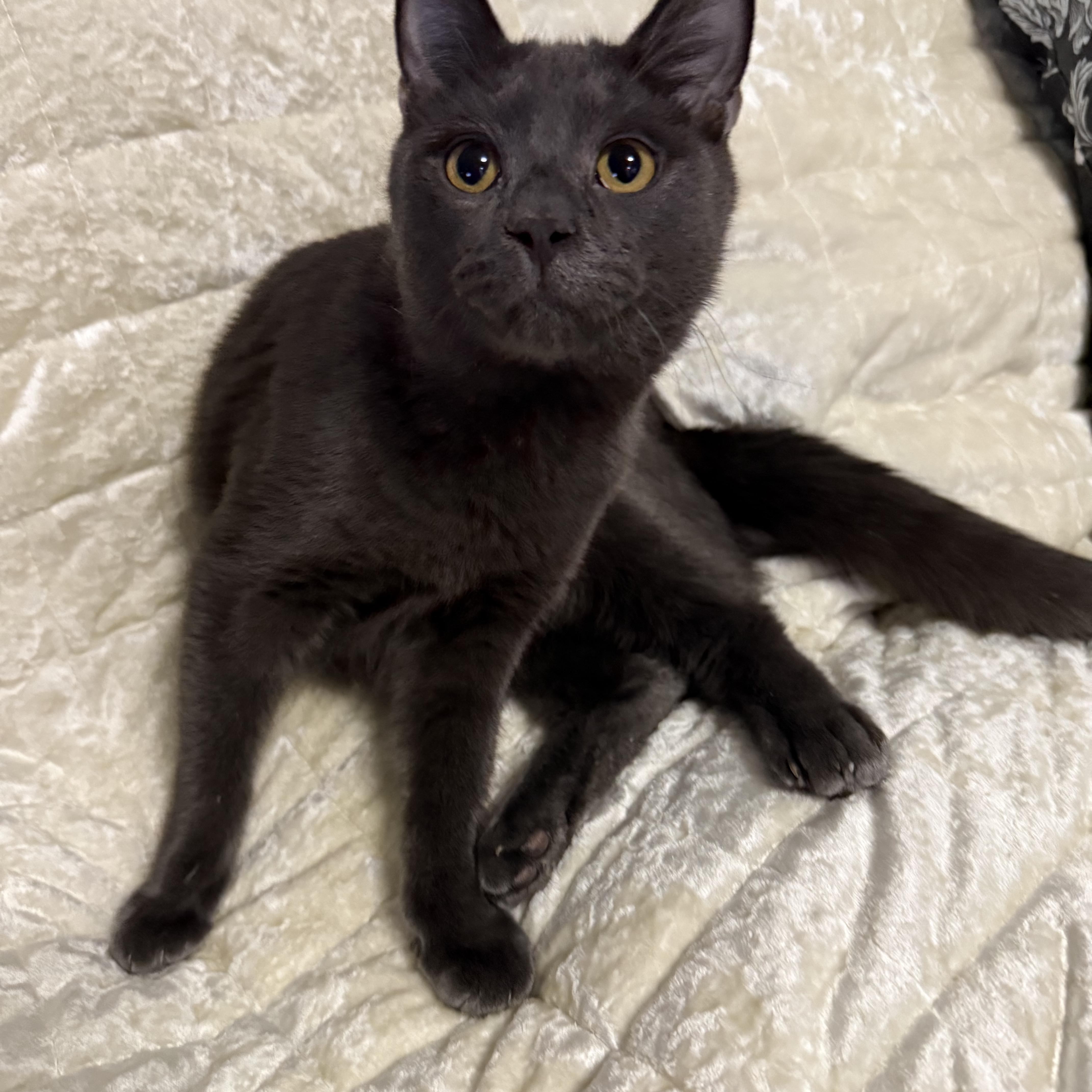 Enlarge Doug, a Adoptable Domestic Short Hair in Lacona, NY image 1/4