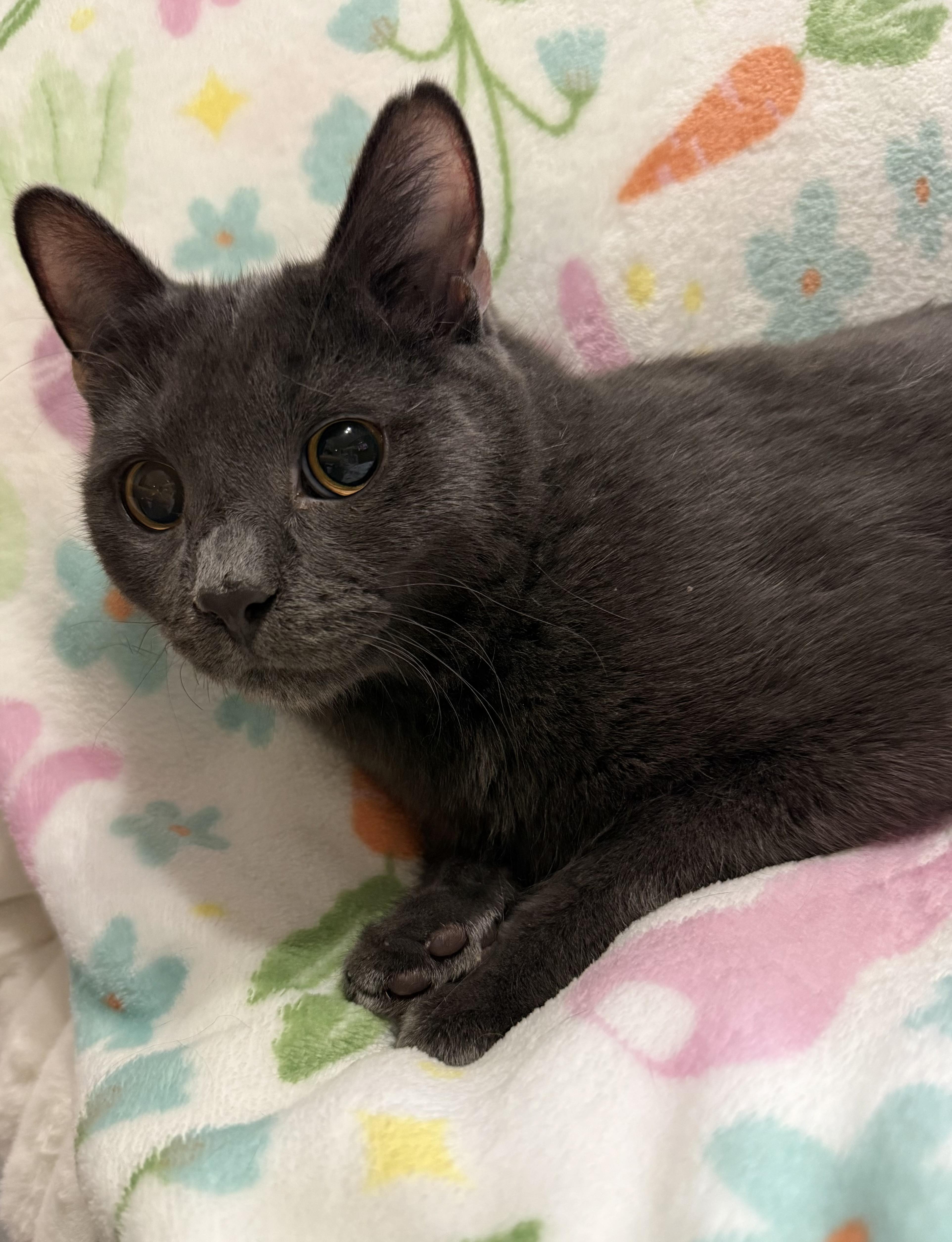 Enlarge Doug, a Adoptable Domestic Short Hair in Lacona, NY image 1/5