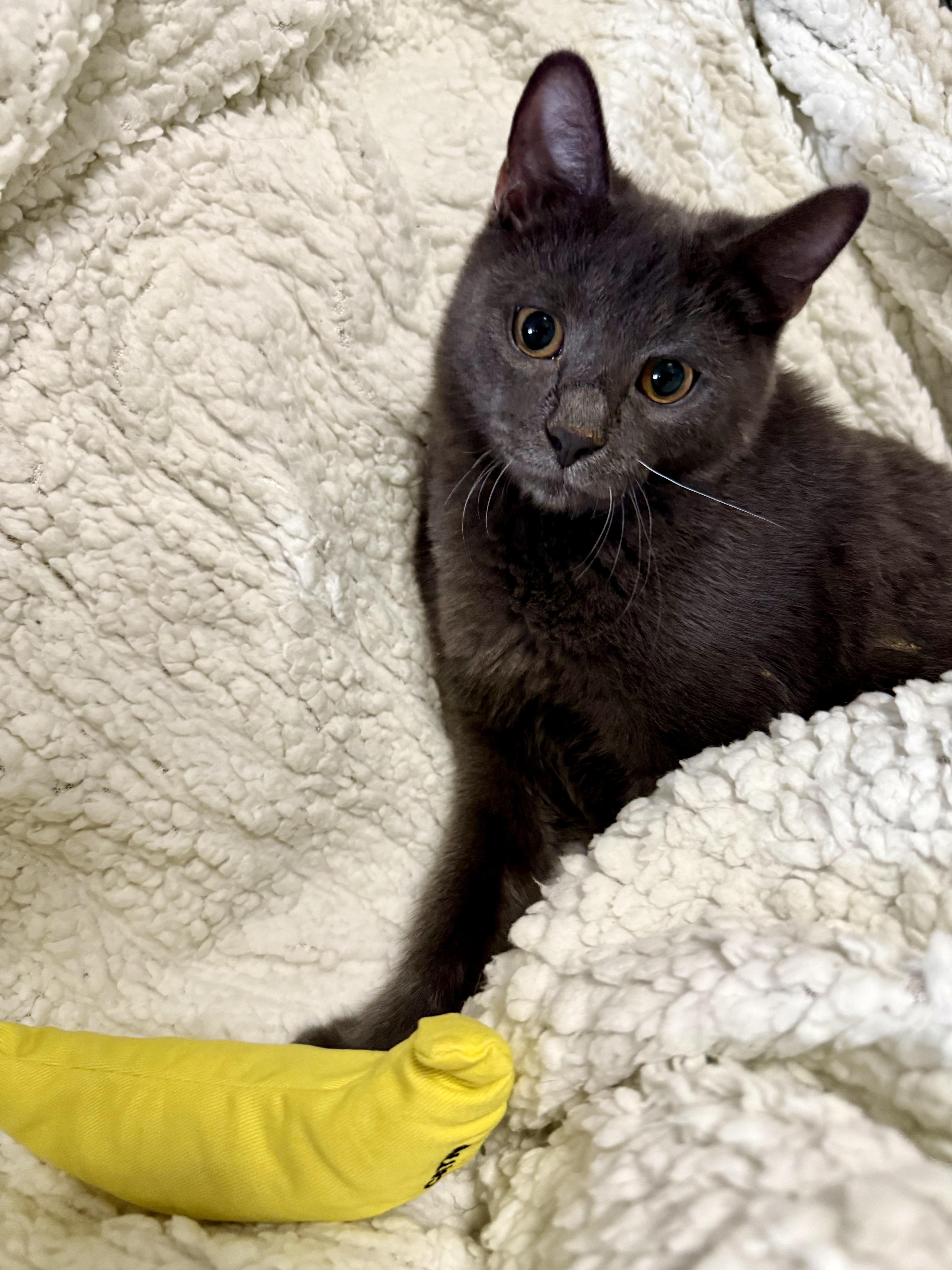 Doug, a Adoptable Domestic Short Hair in Lacona, NY image 1/3