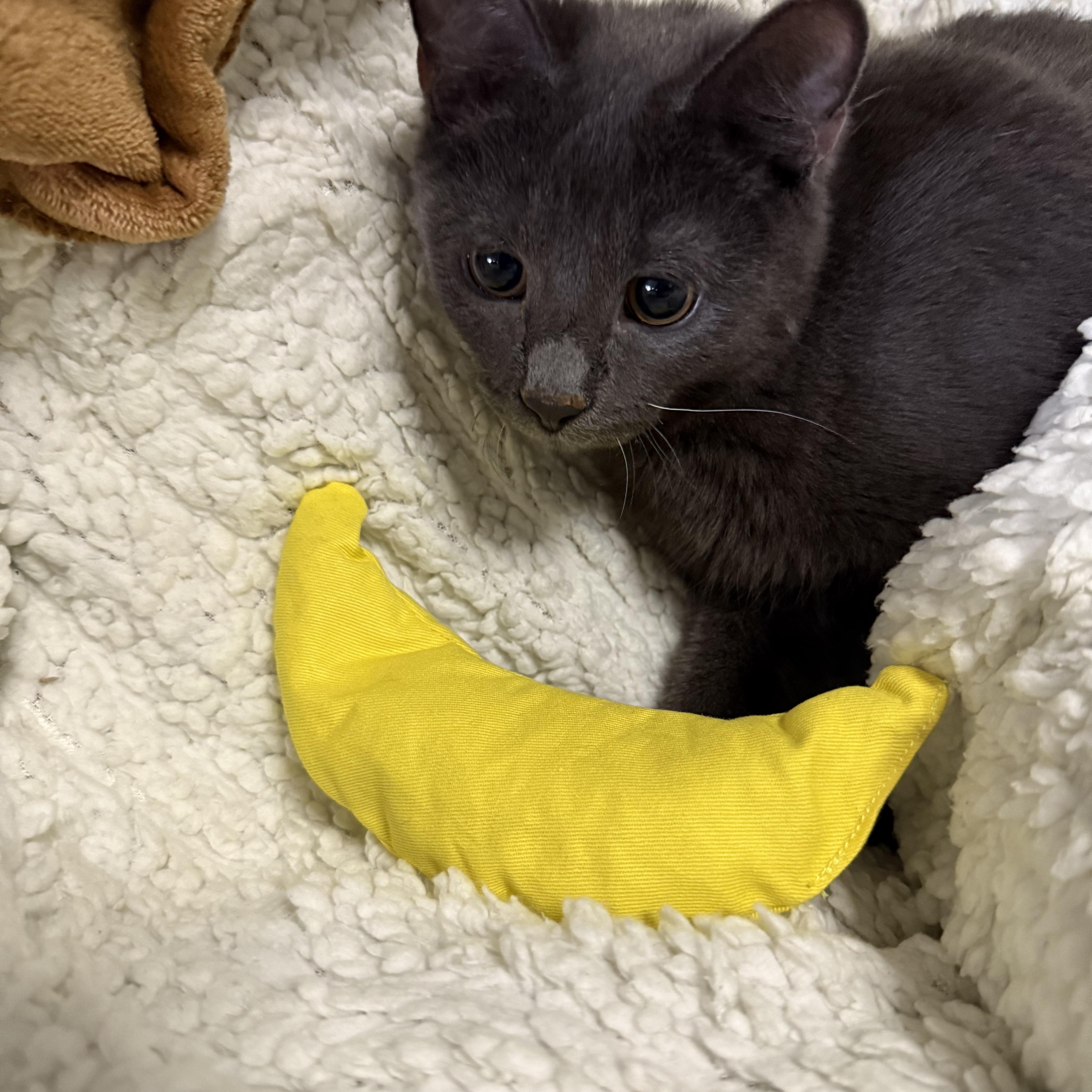 Doug, a Adoptable Domestic Short Hair in Lacona, NY image 2/3