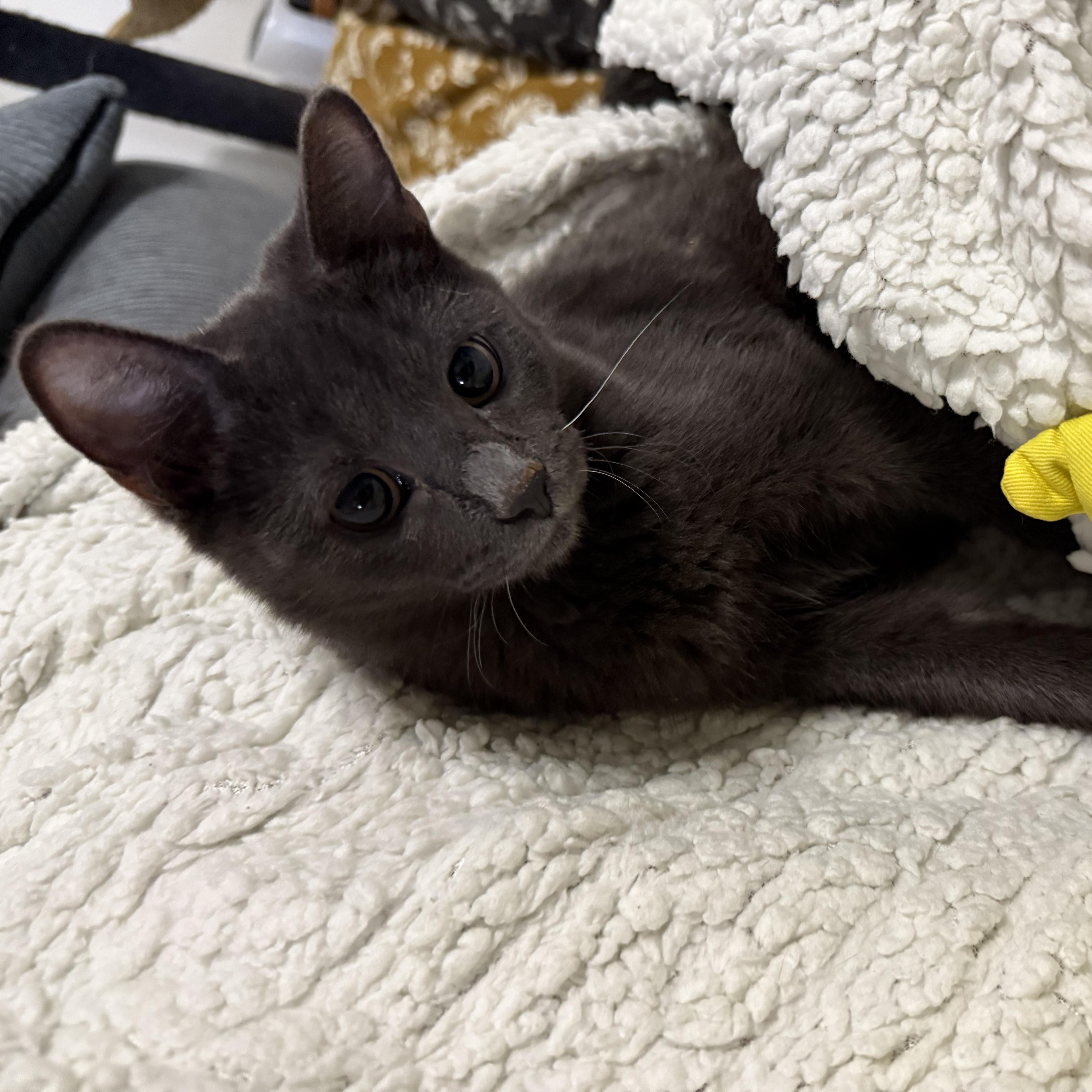 Doug, a Adoptable Domestic Short Hair in Lacona, NY image 3/3