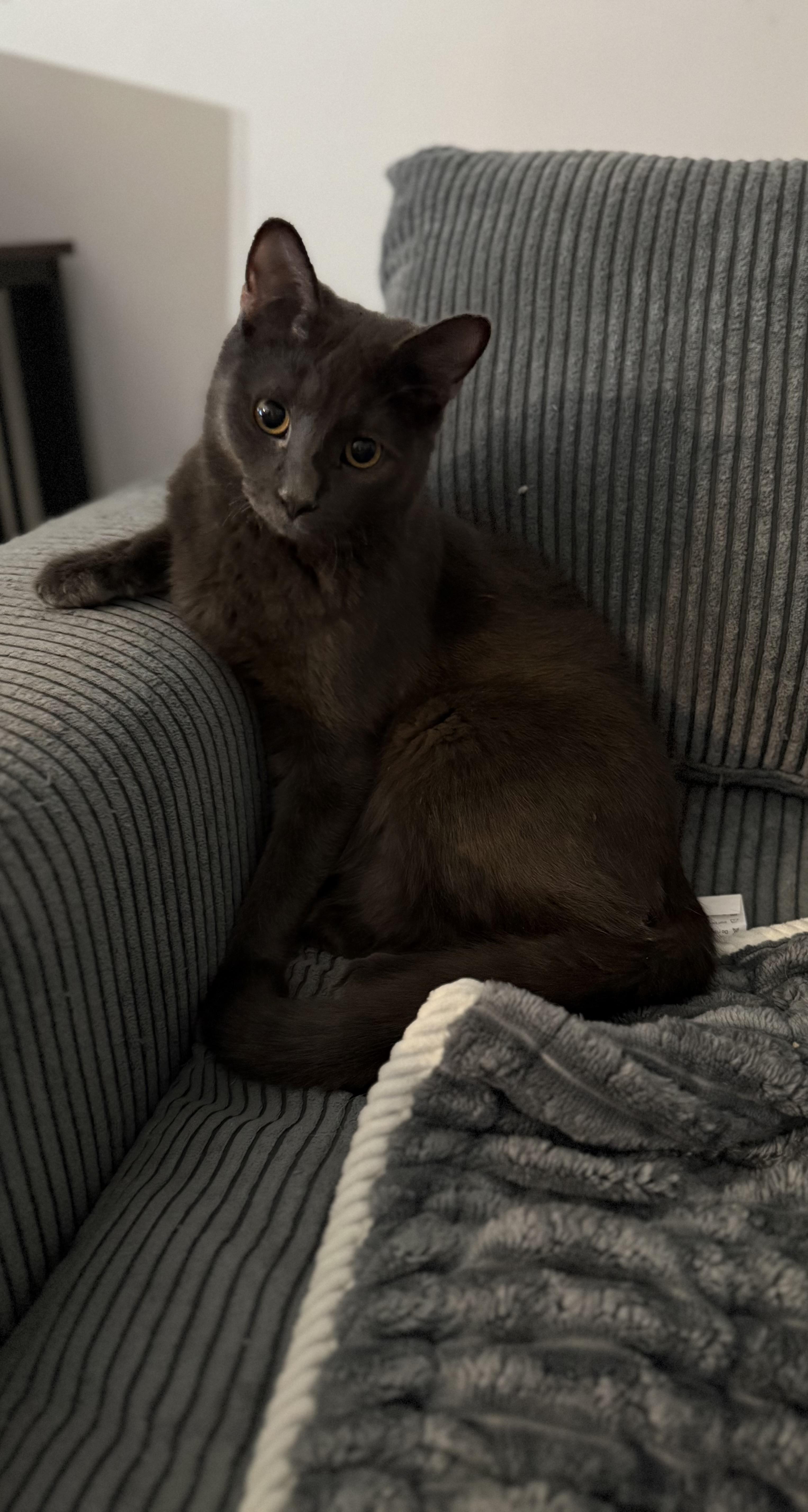 Enlarge Doug, a Adoptable Domestic Short Hair in Lacona, NY image 5/5