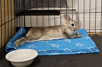 Copito (Bisous), Adoptable, Young Male Rex.