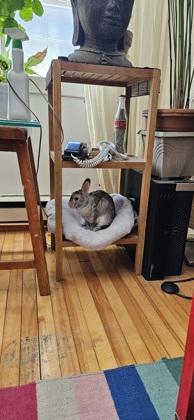 Enlarge Copito (Bisous), a Adoptable Rex in Montreal, QC image 1/3