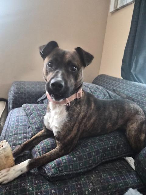 Stevie Nix, Adoptable, Young Female Terrier.