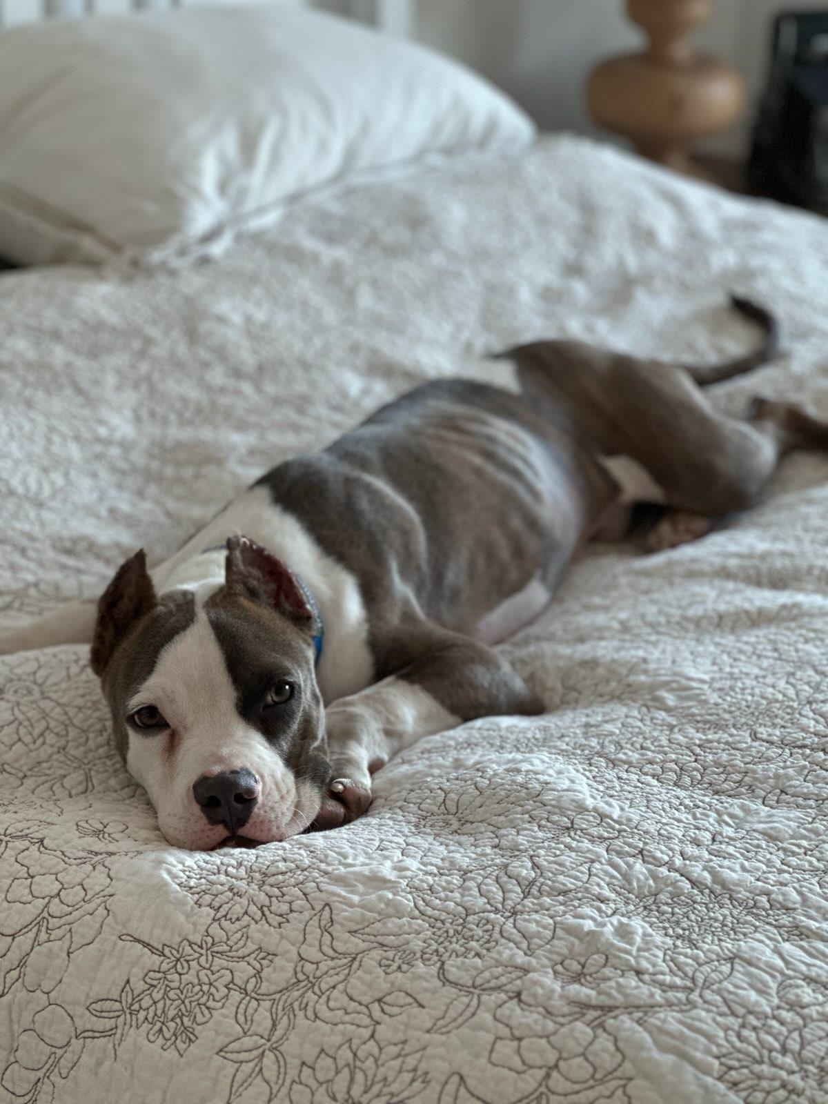 Ducky, Adoptable, Young Male Pit Bull Terrier.