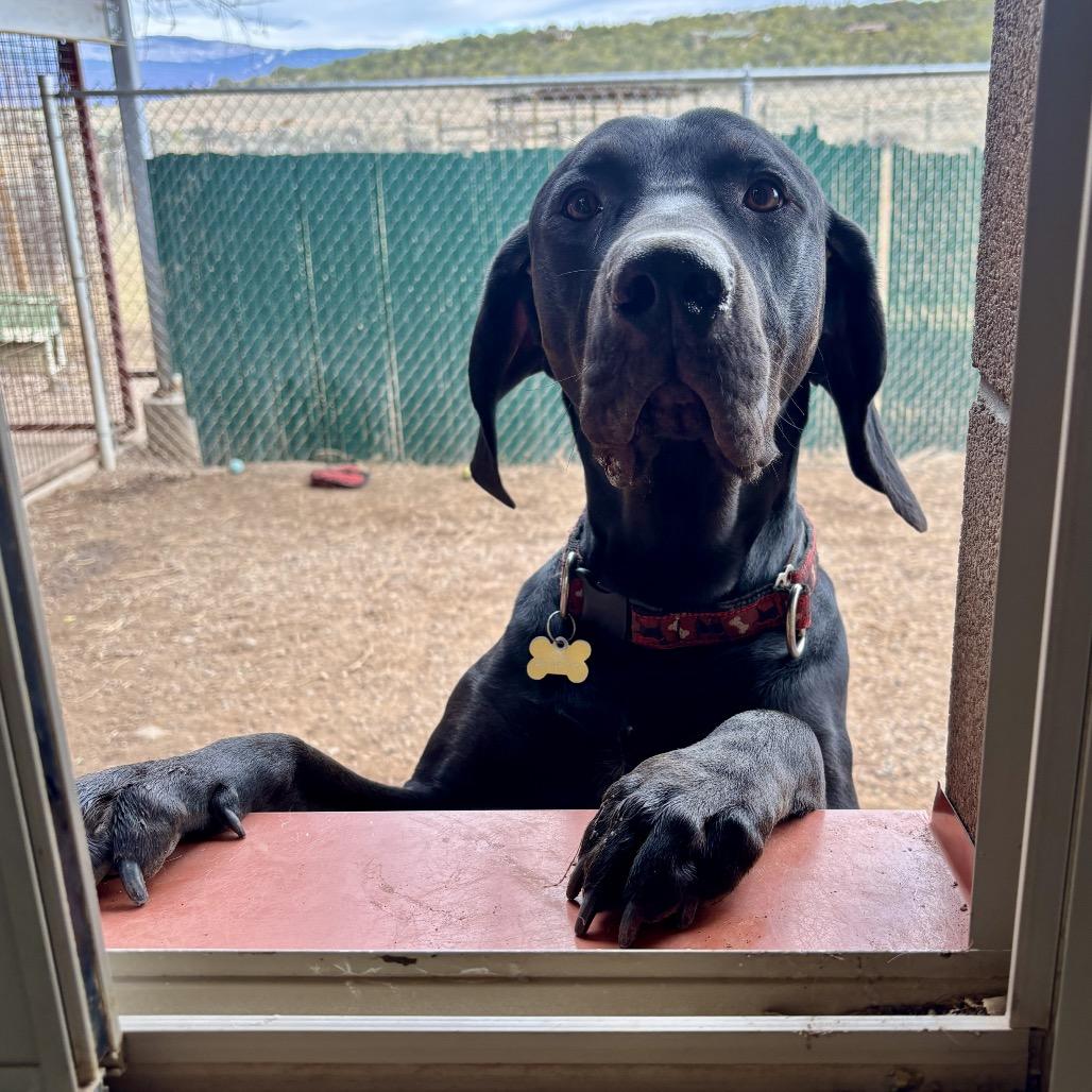 Beau, Adoptable, Adult Male Coonhound & Weimaraner.