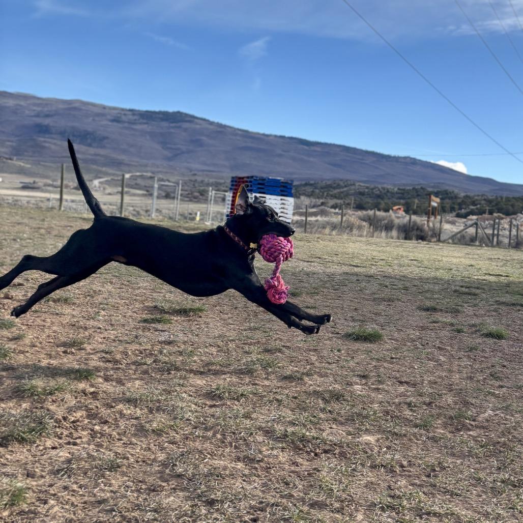 Enlarge Beau, a Adoptable mixed breed in Glenwood Springs, CO image 2/6